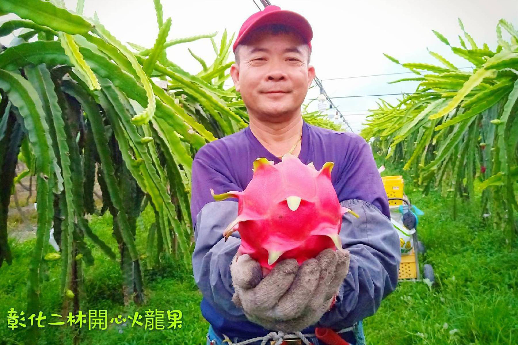 火龍果採果體驗遇見新疆一日遊4