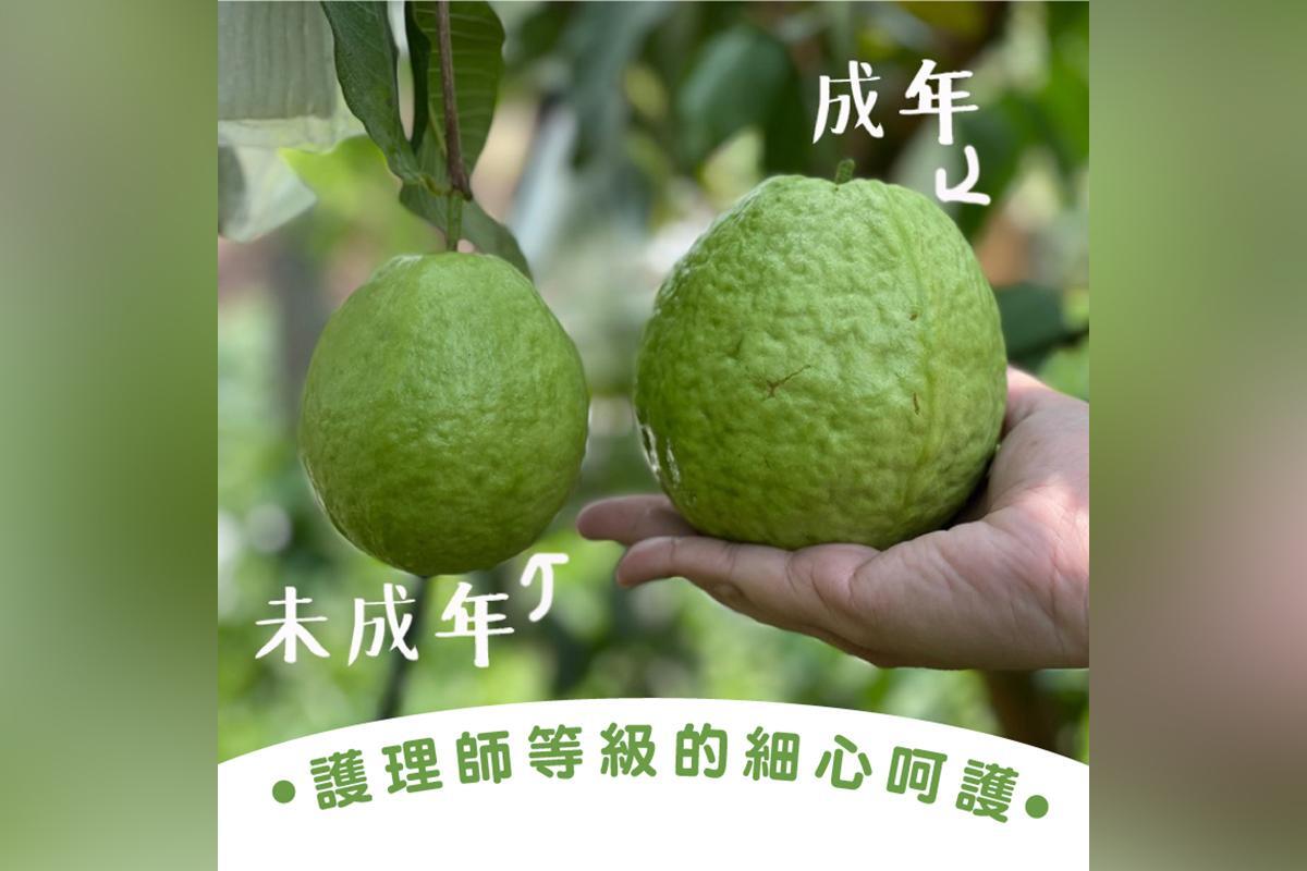 高雄大樹綠創頂級無毒珍珠芭樂5斤3箱 提貨券2