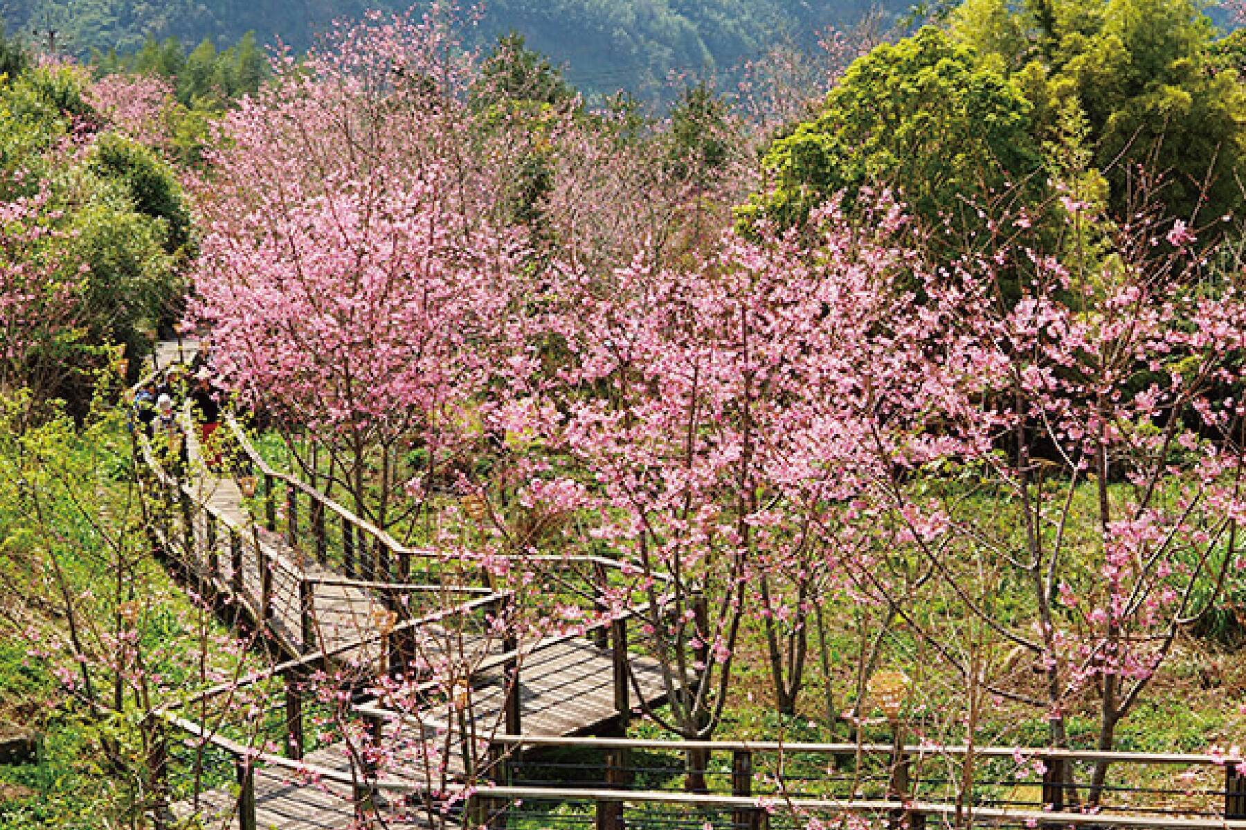 嘉義旅遊｜森林導覽列車.阿里山櫻花.頂石棹櫻之道.龍雲農場1泊2食二日｜中部出發- 嘉義- 旅天下