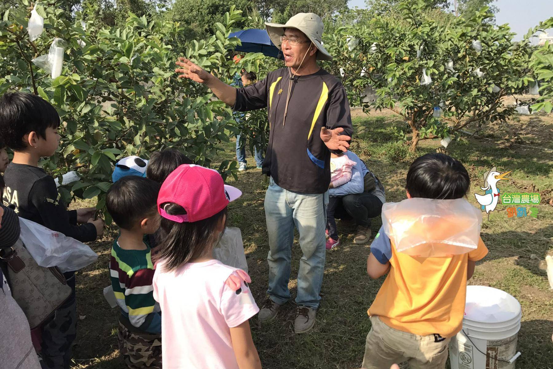 台南-吳叔叔果園-採果(芒果、芭樂、蜜棗)體驗券3