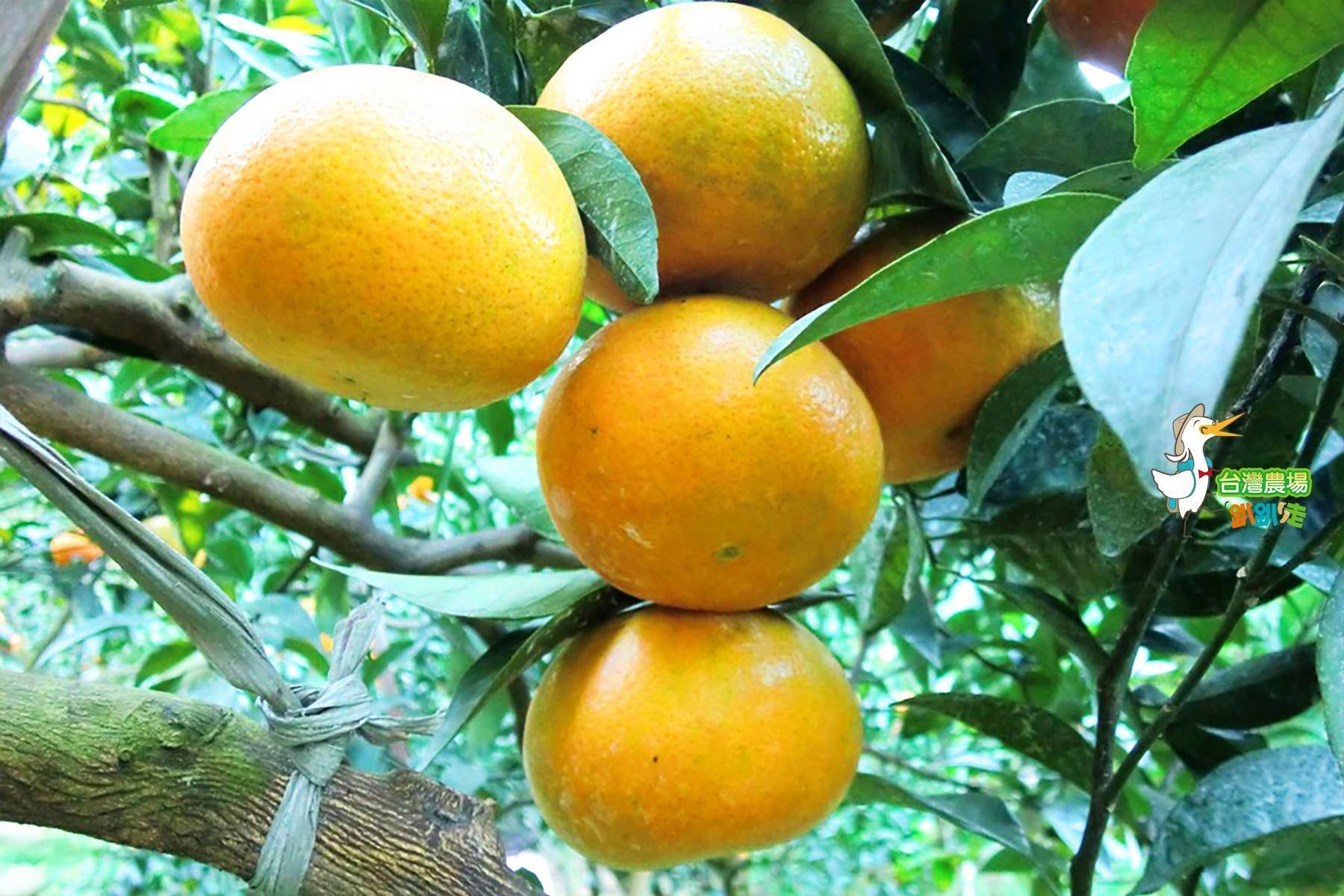 台中-公道農園-採果(柑橘、檸檬)體驗券3