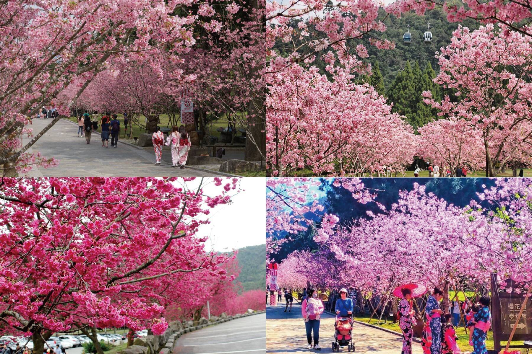 南投九族賞花季一日遊2