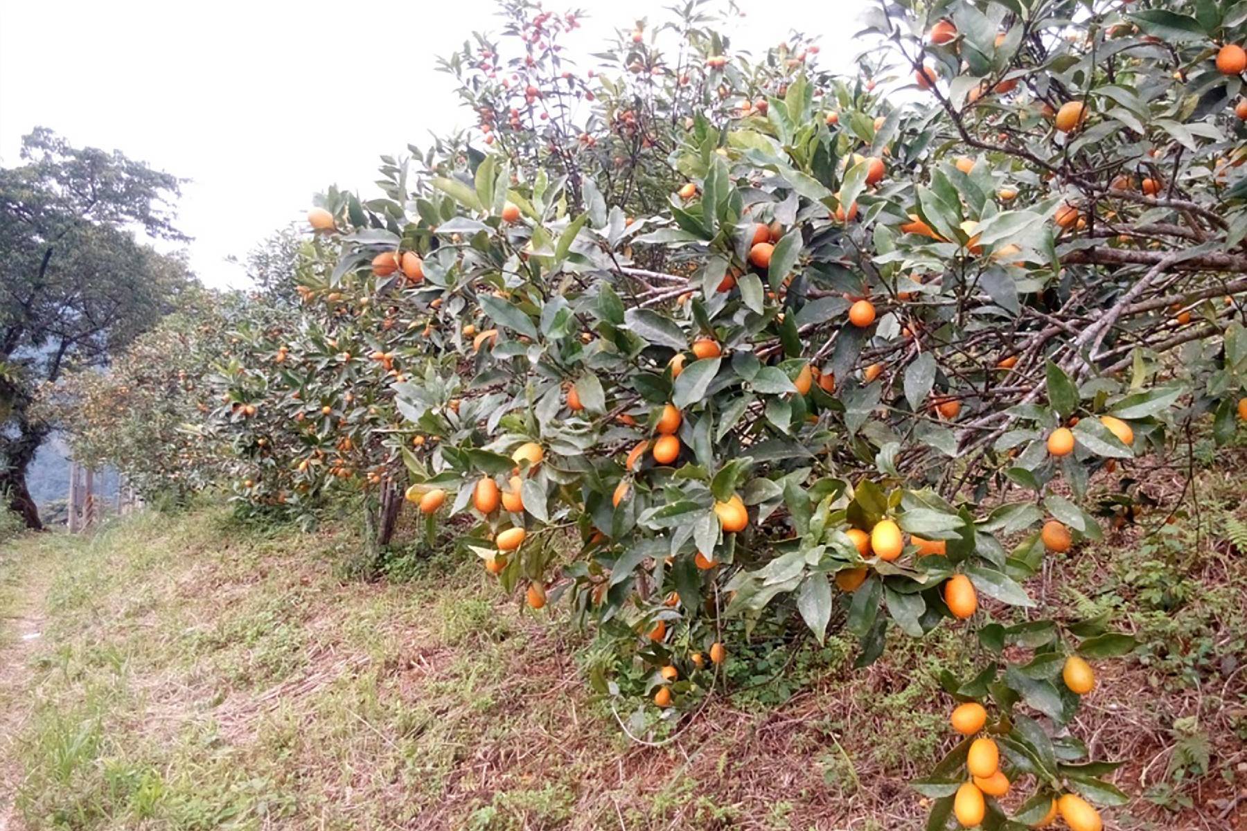 宜蘭棗健康有機農場-採果(紅肉李、金棗)體驗券2