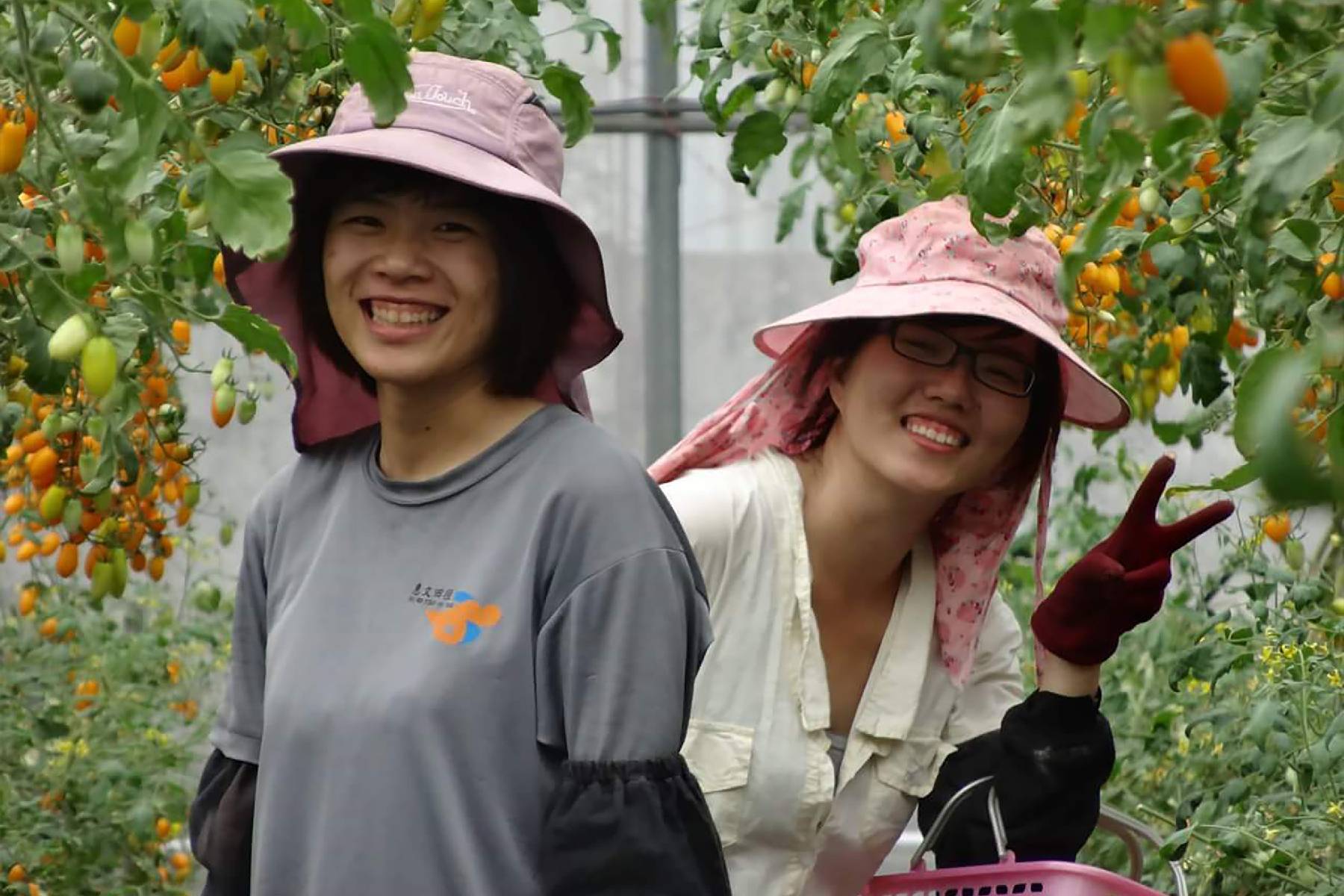 台中優恩蜜溫室蔬果觀光果園-採果(小番茄、蔬菜)體驗券7