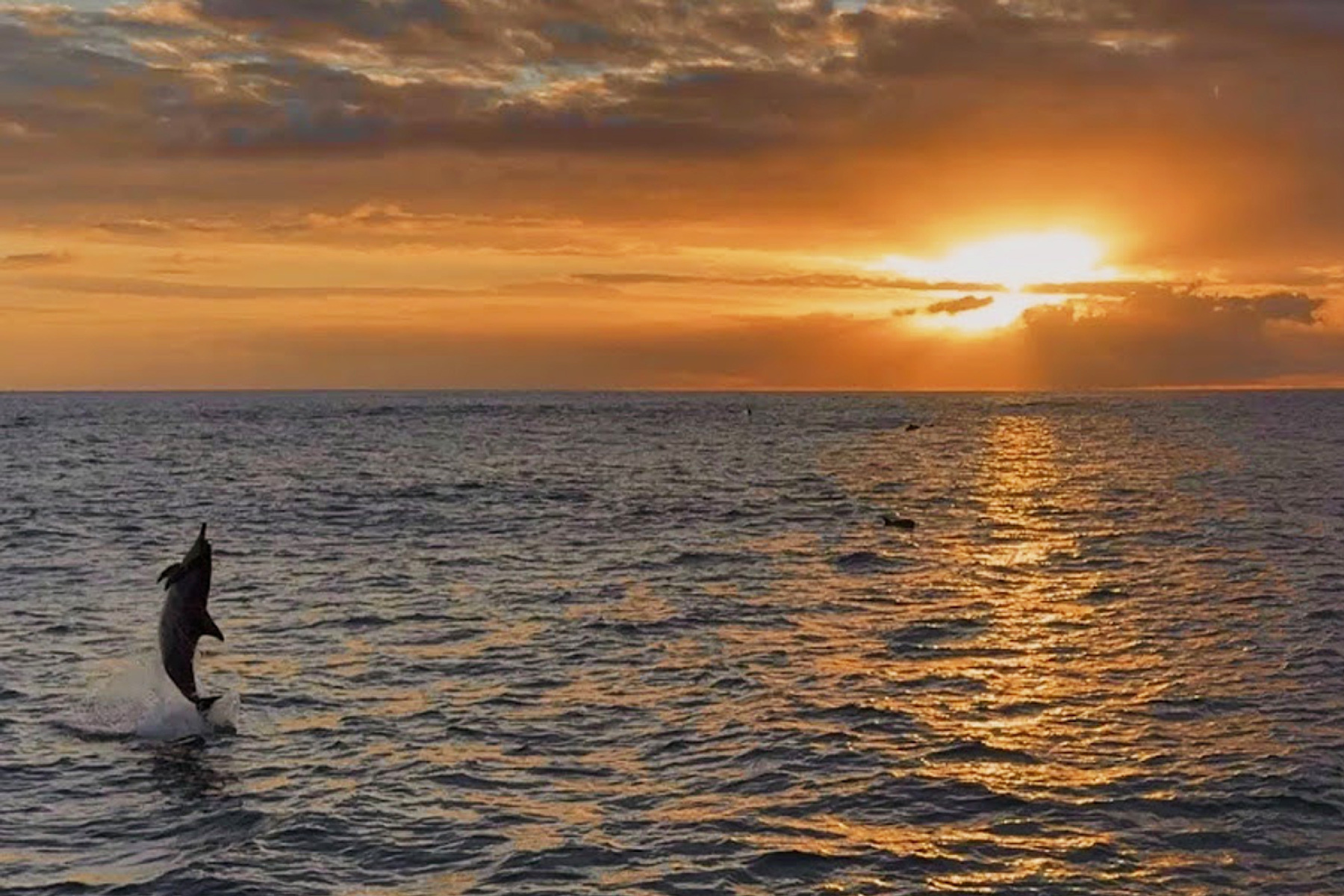 花蓮鯨世界-賞鯨生態之旅成人票13