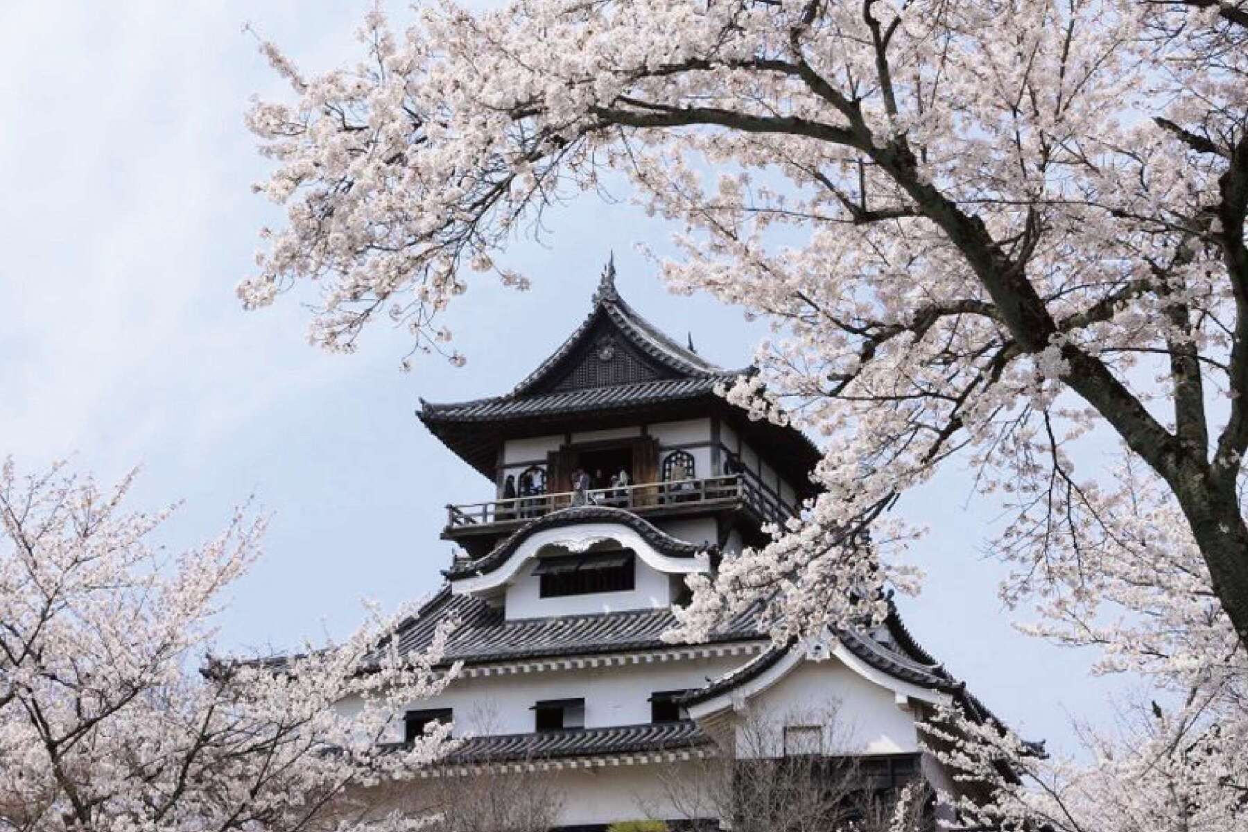 北陸旅遊|合掌村..庄川峽遊船.迷你千鳥居.採草莓.戲雪溫泉五日4
