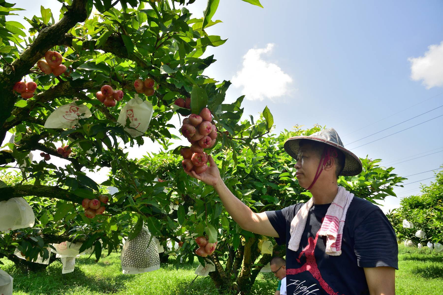 宜蘭阿東的蓮霧園-採果(蓮霧)體驗券7