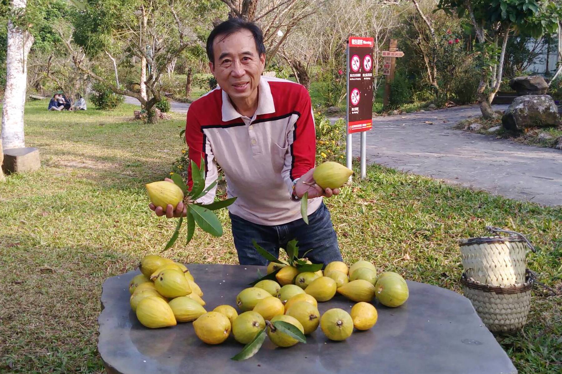 台南梅嶺福來梅園-採果(梅子、桃子)體驗券19