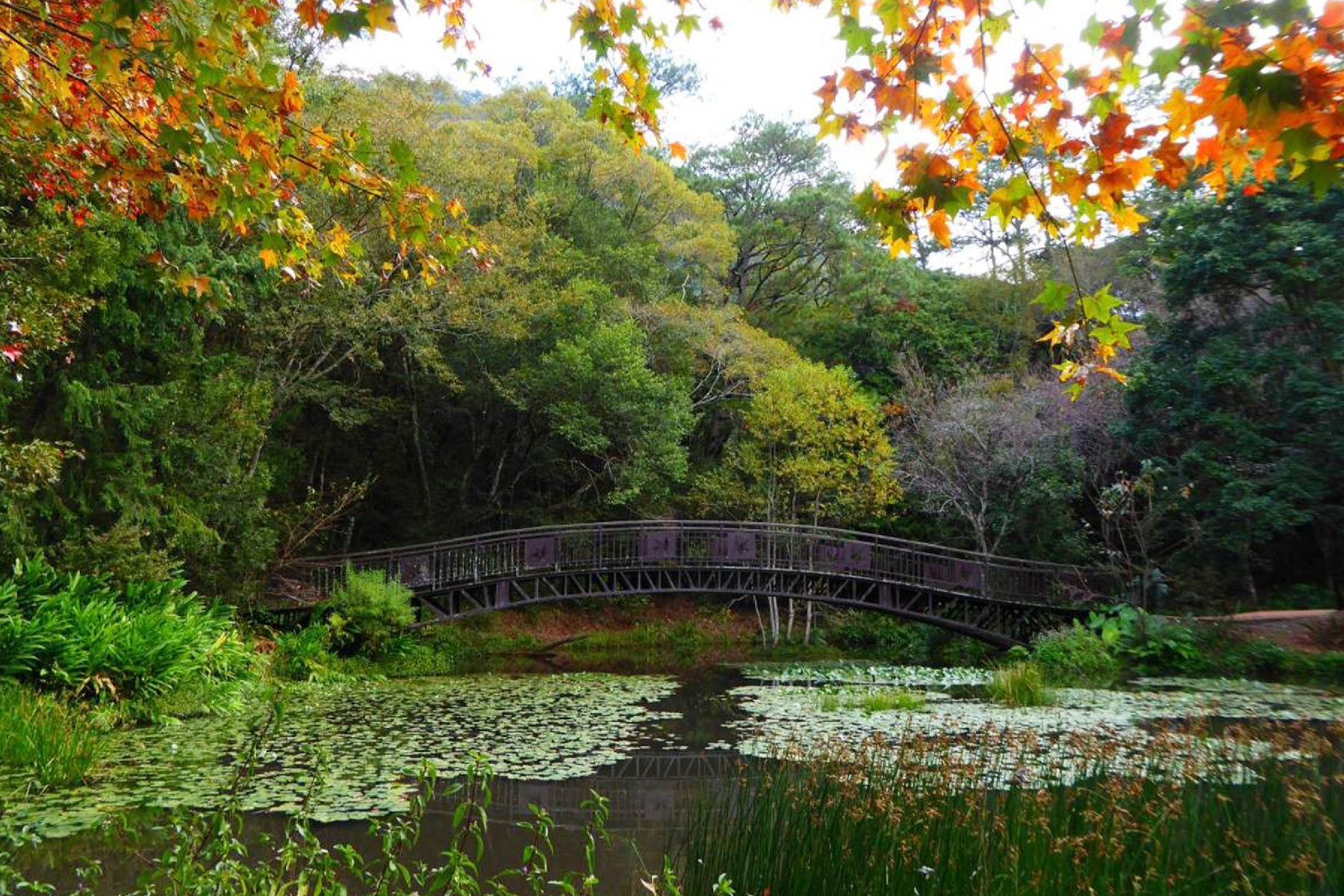 奧萬大追楓二日遊7