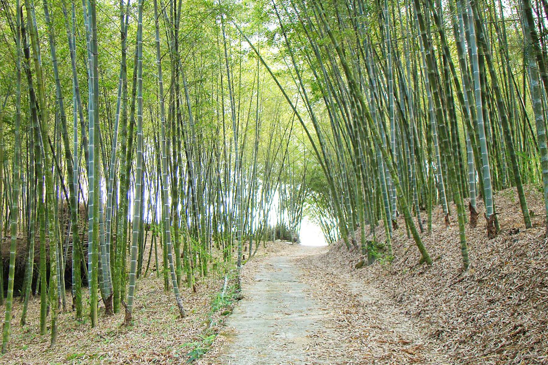 南投武岫休閒農場-竹炭鮮筍火鍋餐券8