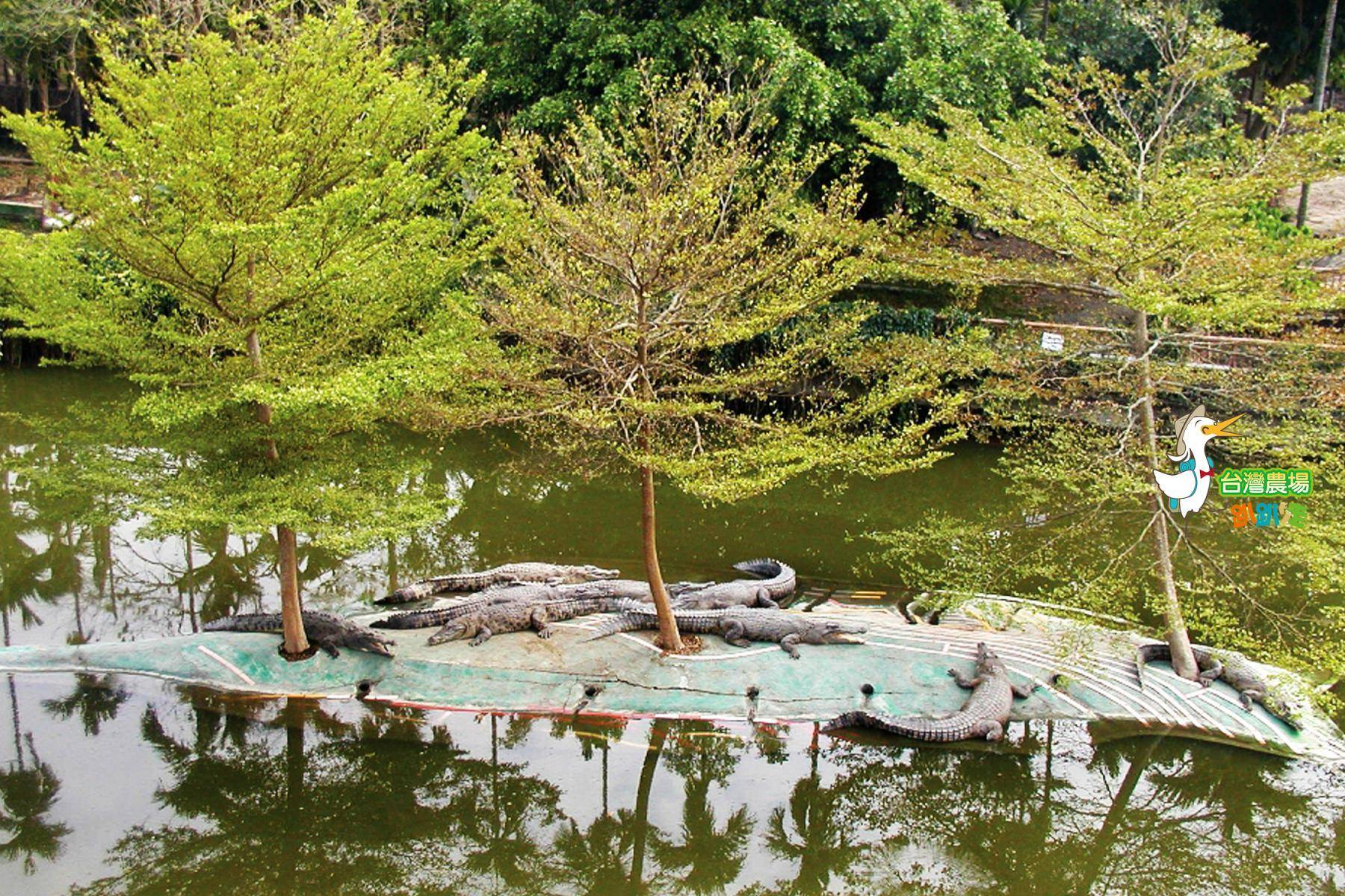 屏東-不一樣鱷魚生態農場-採果(芭樂、黃金果)體驗券2