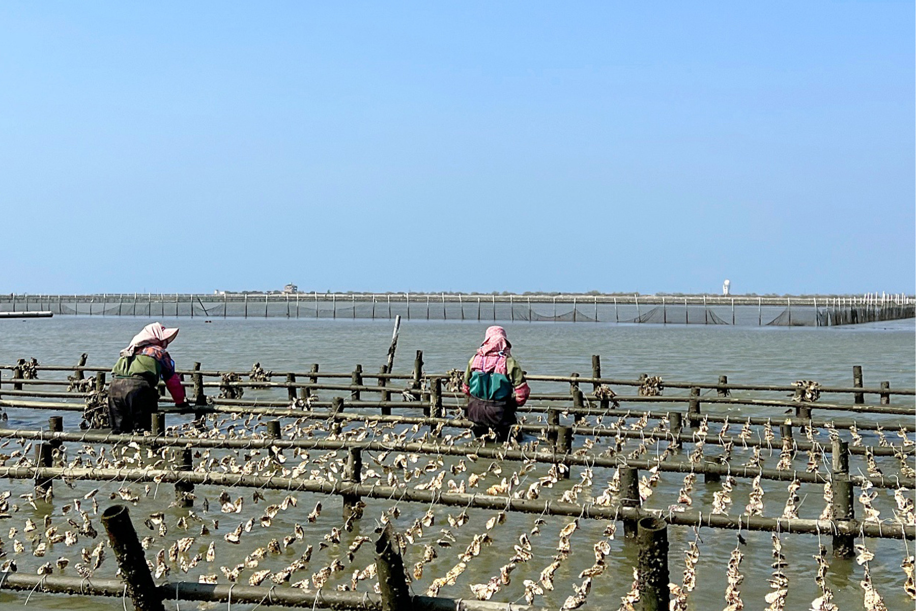 南臺灣七股 海海嘗鮮一日遊3