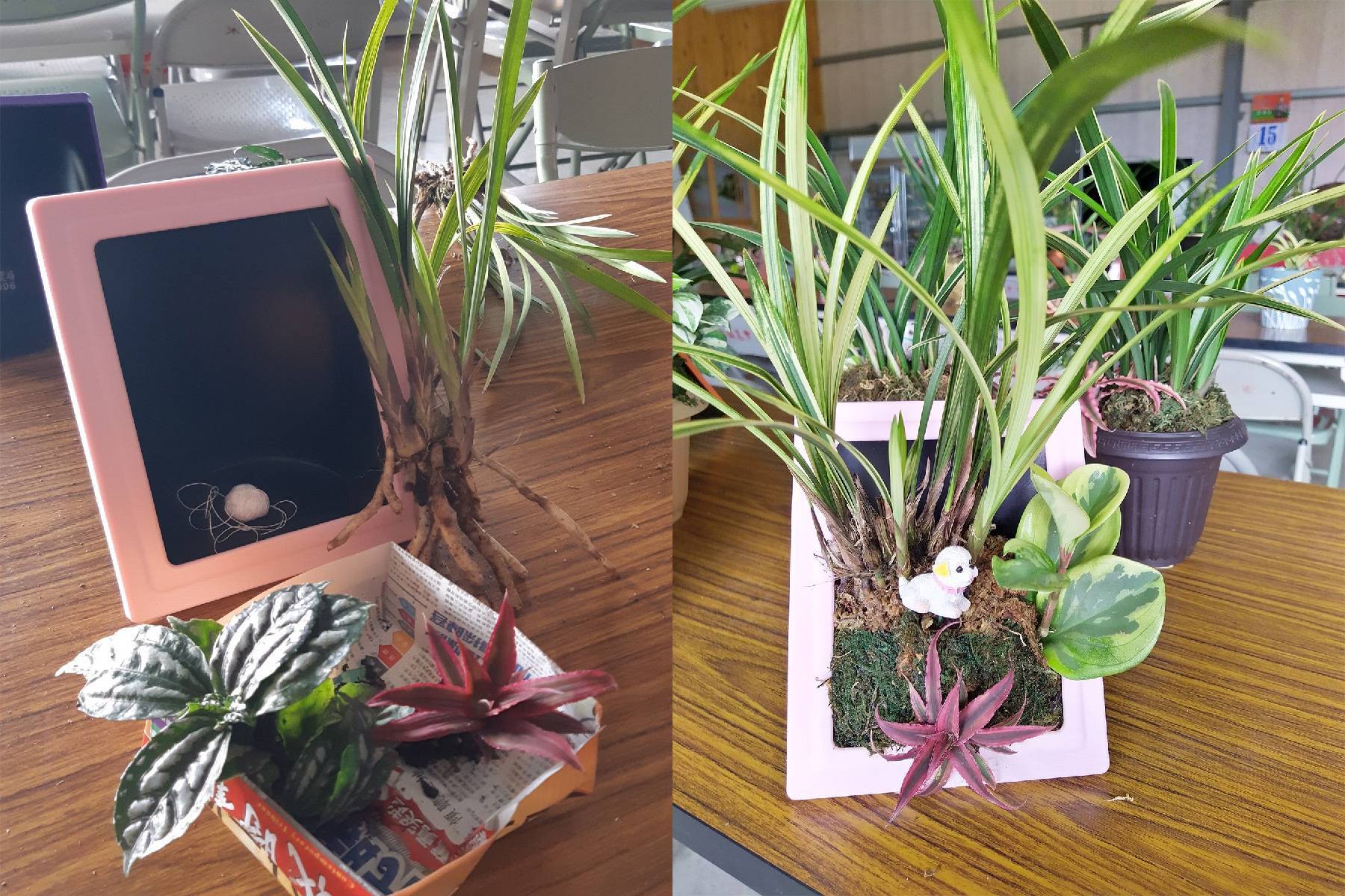 台中可苗花園休閒農場-蘭花組盆DIY體驗券(最少5人成行)9