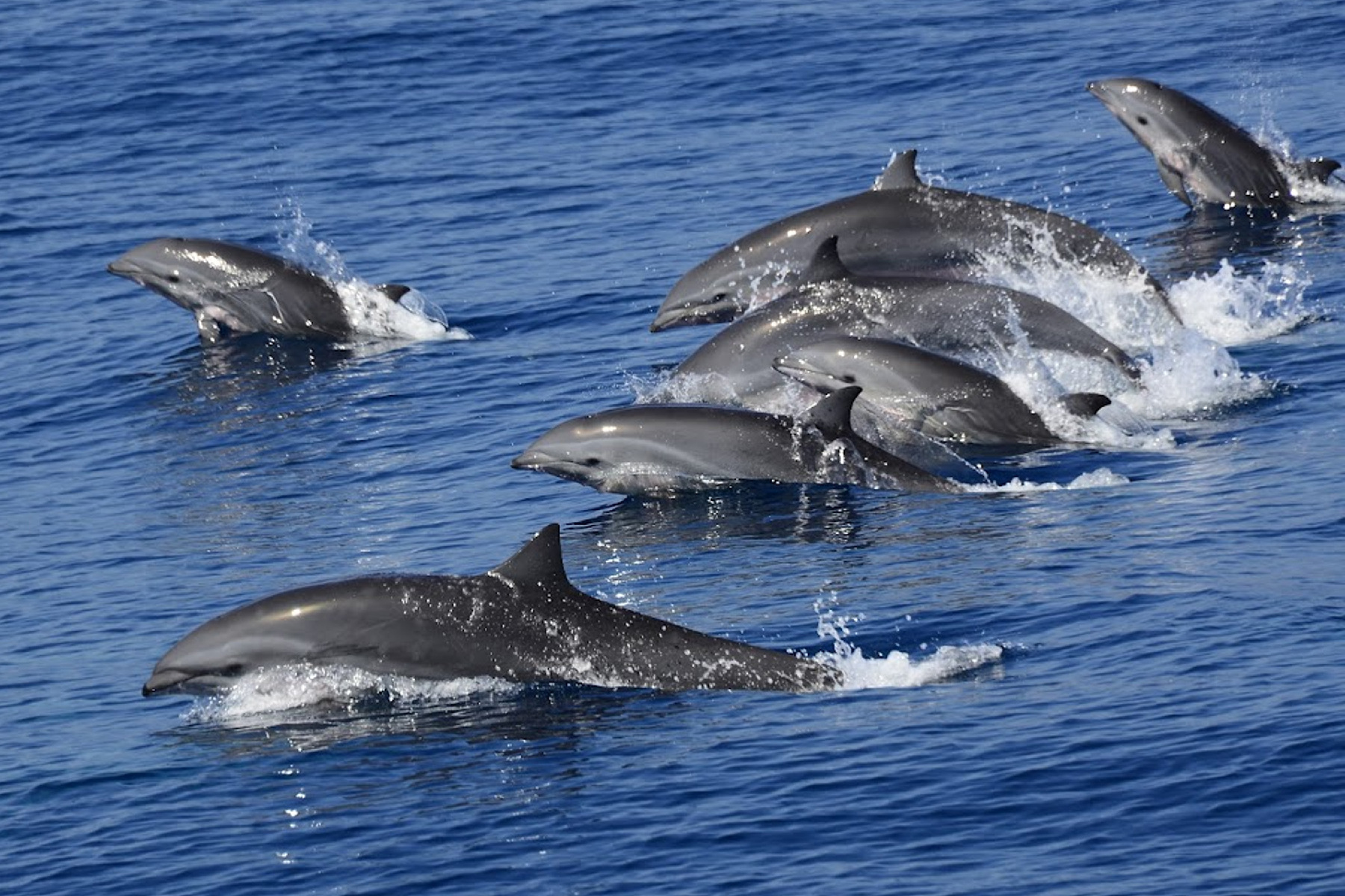 花蓮鯨世界-賞鯨生態之旅成人票2