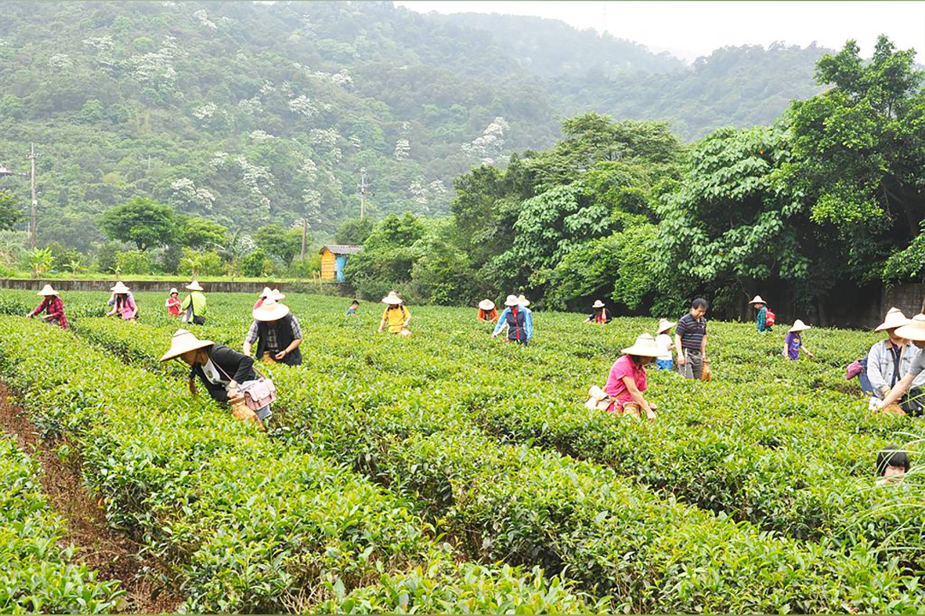 宜蘭鵝山茶園有機體驗農場-DIY體驗券2