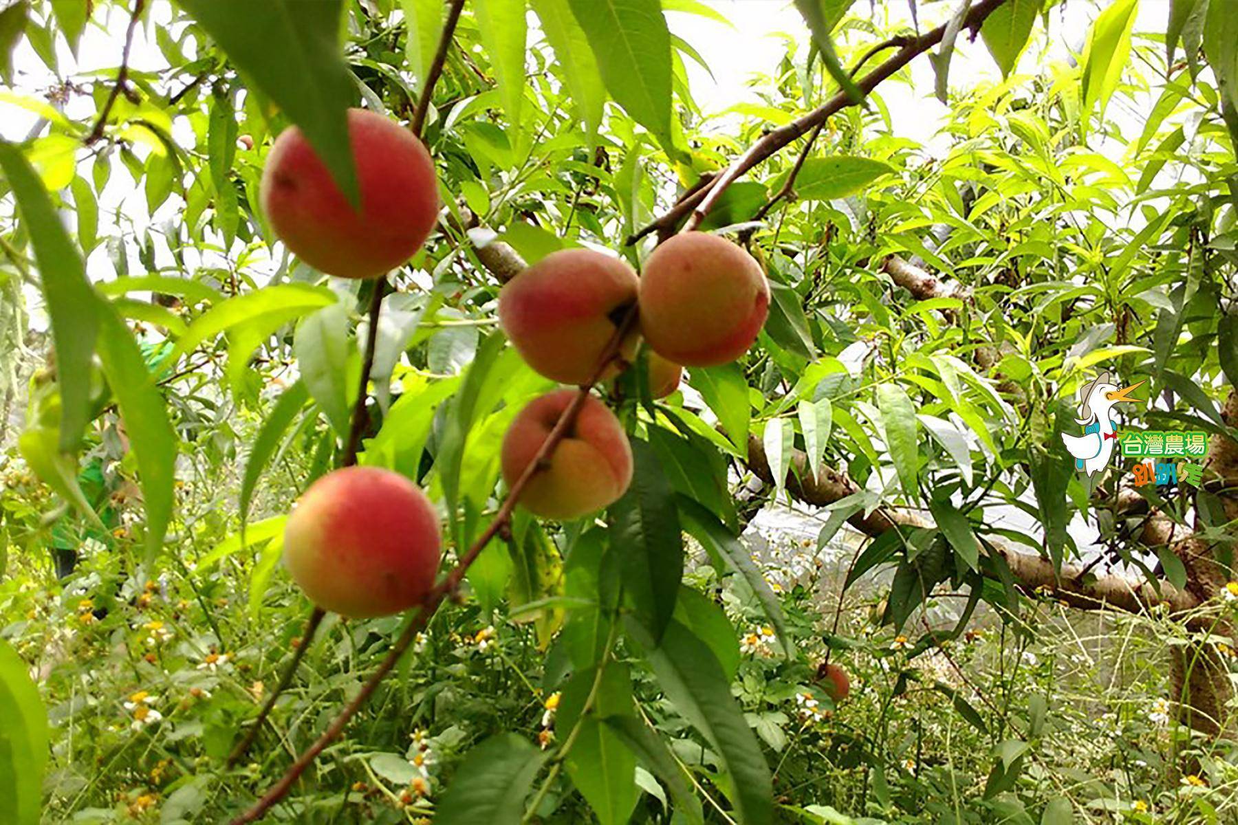 台中-擁葉生態農場-採果(水蜜桃、梨、甜柿)體驗券2