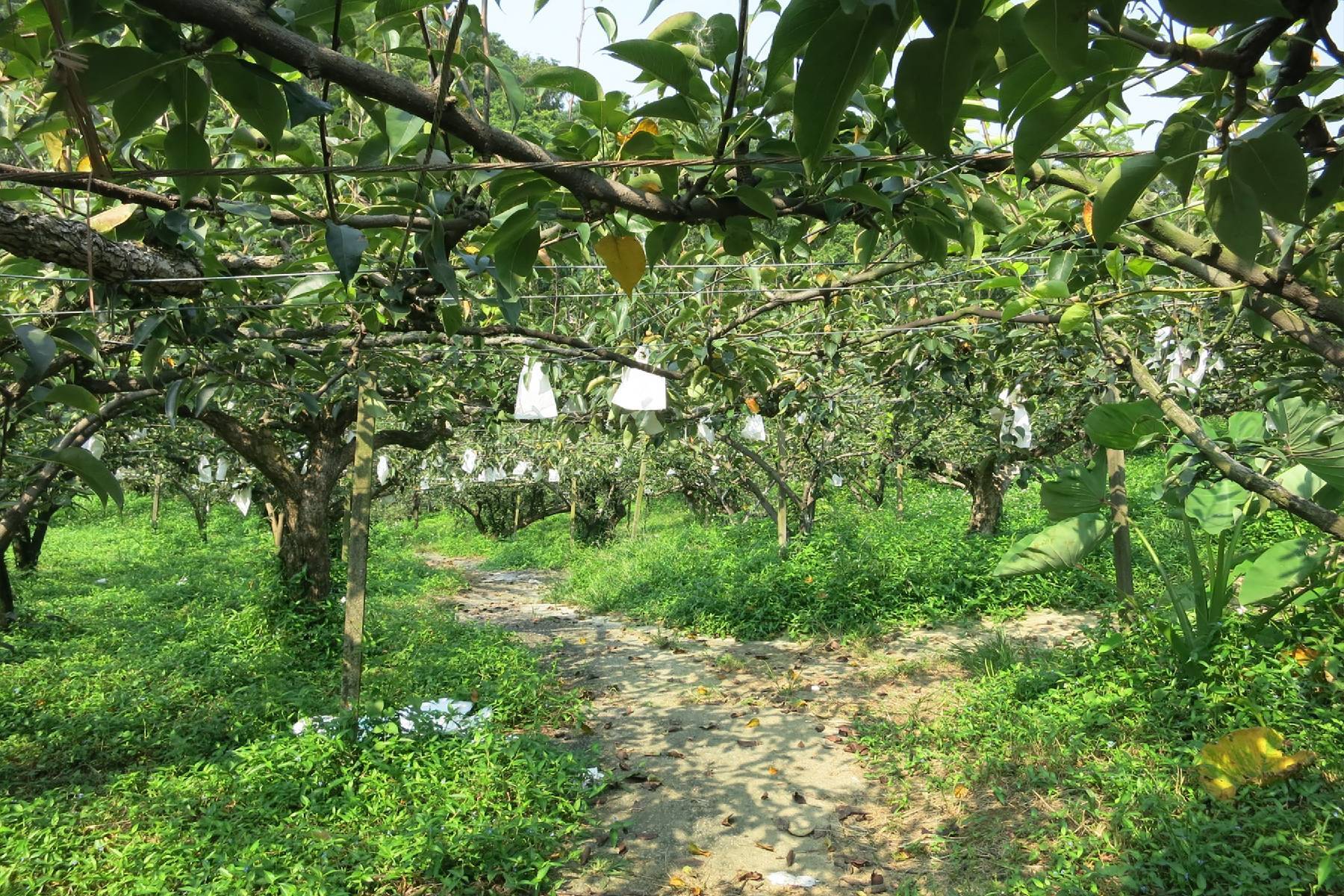 台中東新觀光果園-採果體驗券11