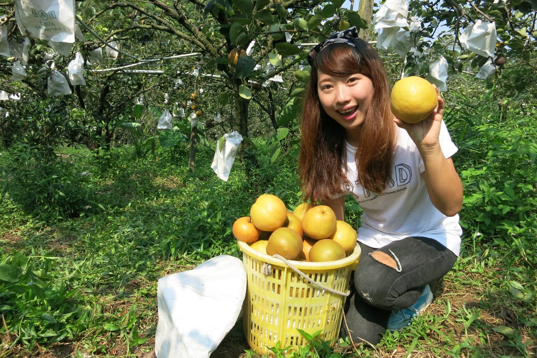 台中東新觀光果園-採果體驗券5