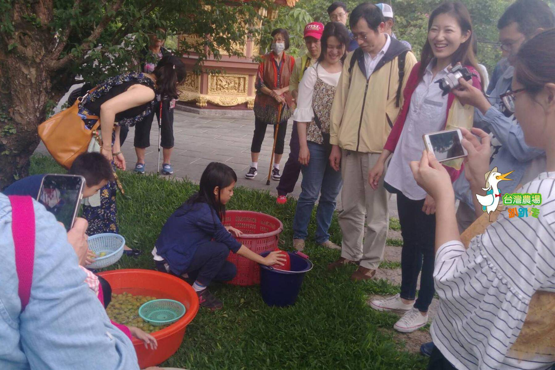 (舊)台南-梅嶺福來梅園-採果(梅子、桃子)體驗券13