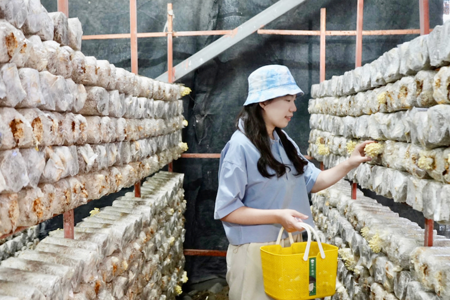 嘉里二日走透透4