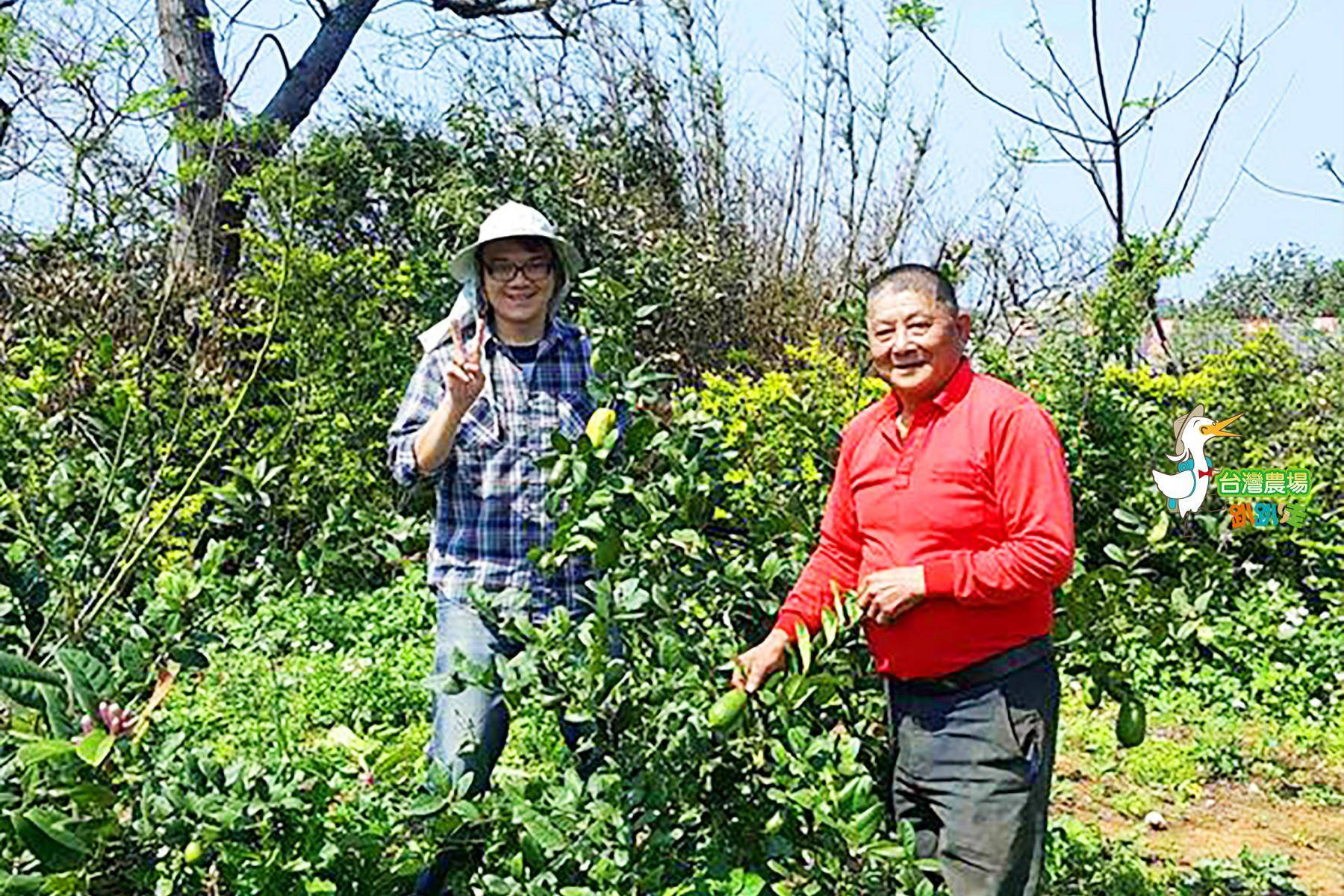 桃園-金湖岸楊梅大王-採果(香檸)體驗券2