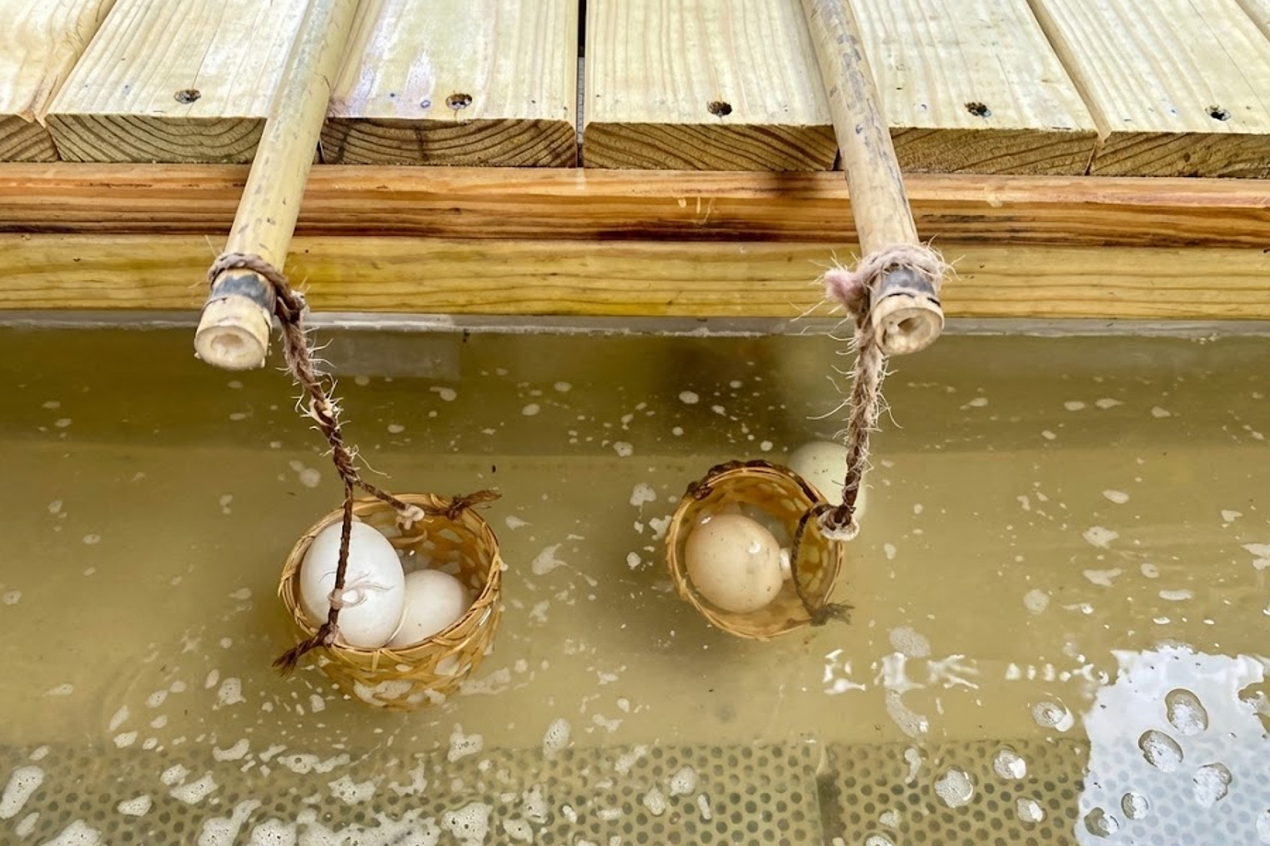 北台灣悠閒走春二日GO4