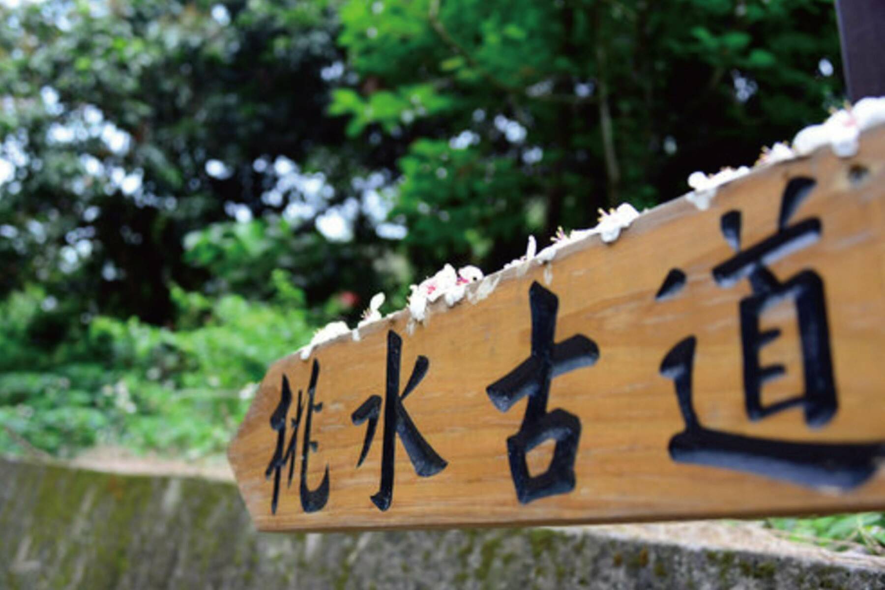 挑水古道賞桐花一日遊4