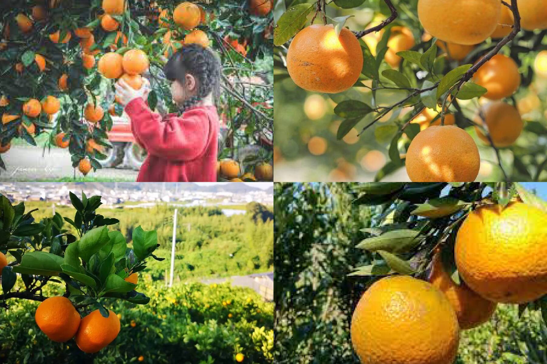 馬到金來廟廟桔祥走春二日遊4