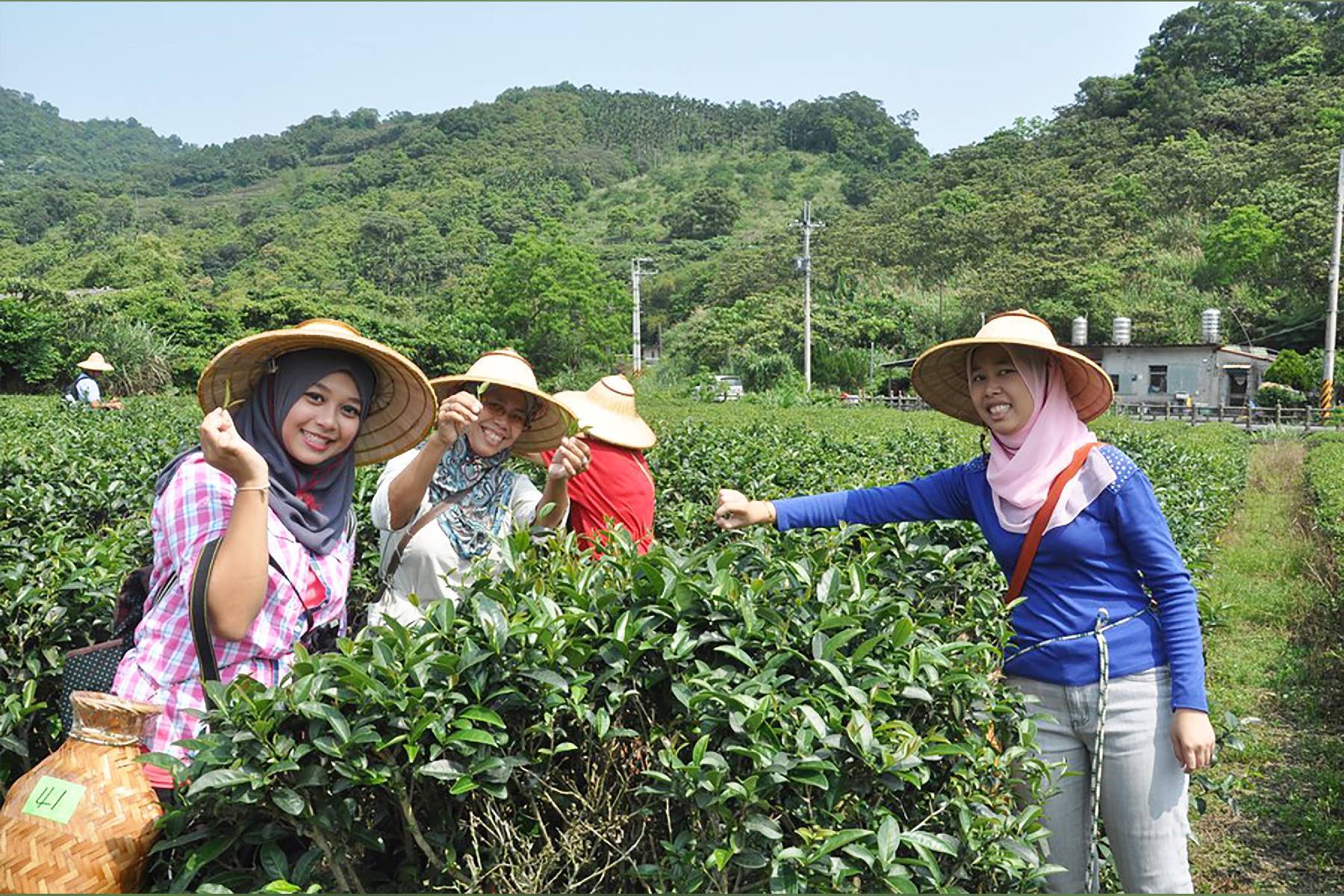 宜蘭鵝山茶園有機體驗農場-DIY體驗券1