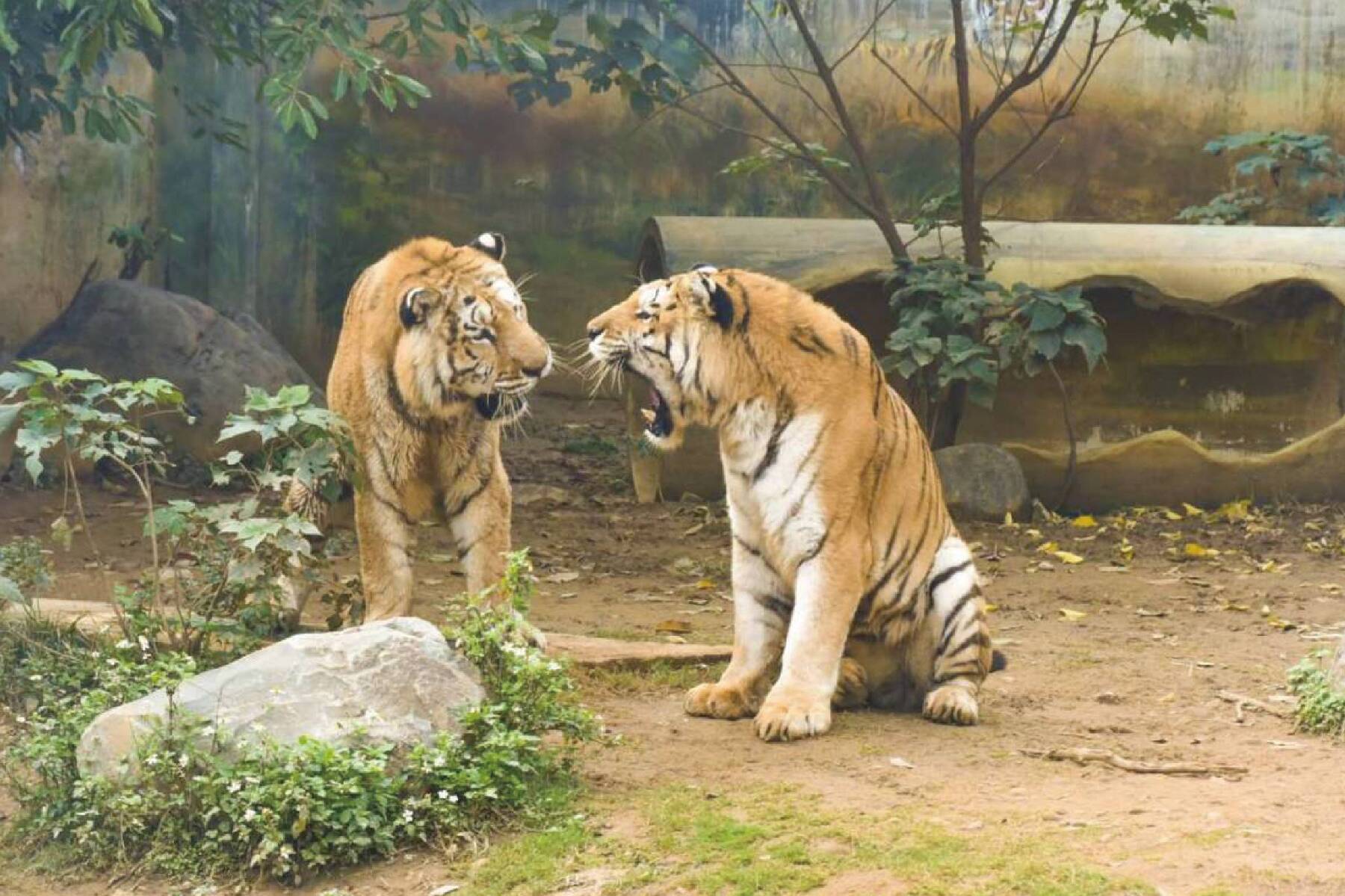 新竹峨眉湖、動物園悠遊2日8