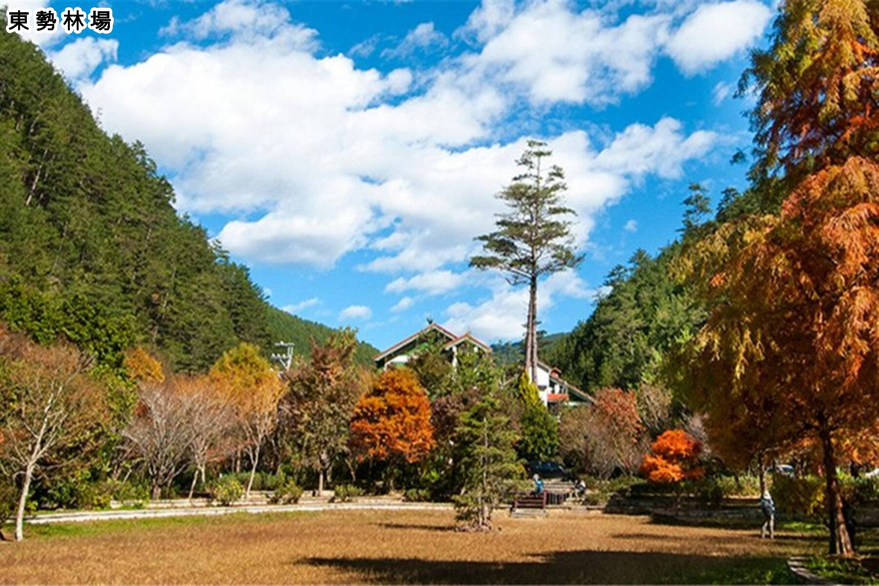 安心GO-東勢賞楓採果一日遊3