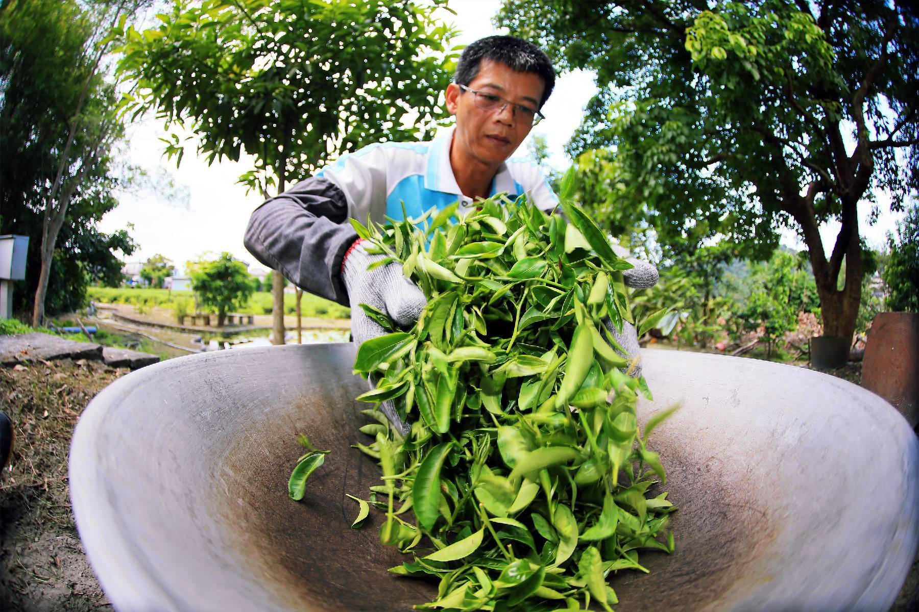 宜蘭祥語有機農場-綠茶製茶體驗券(最少4人成行)10