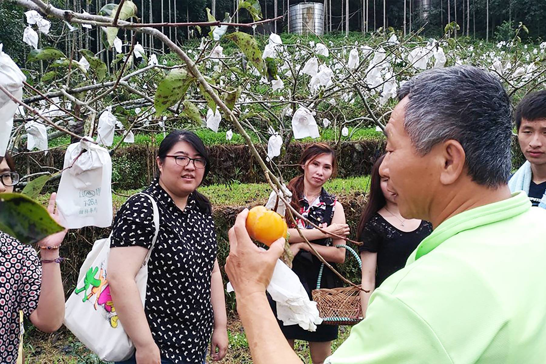 南投九芎坪果園-採果(青梅、甜柿)體驗券2