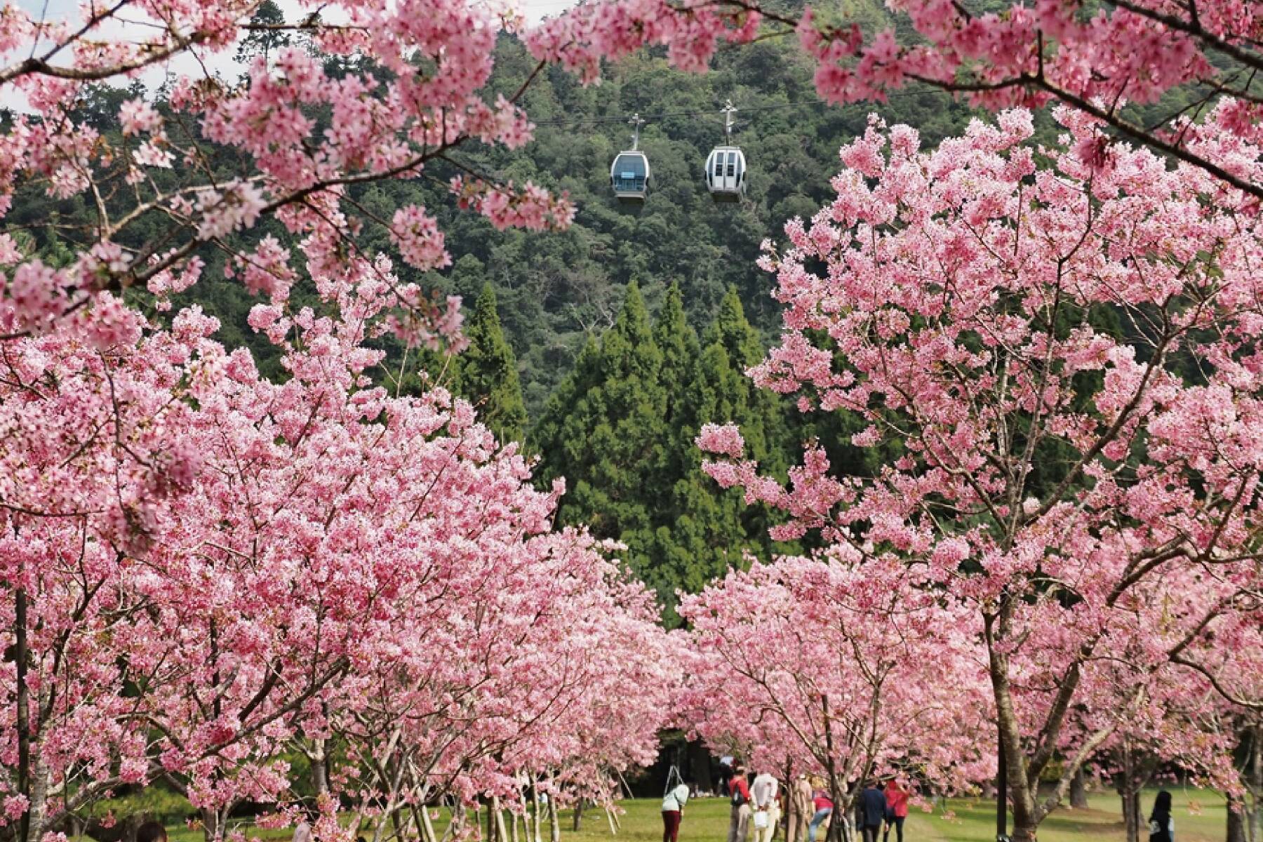 南投九族櫻花祭一日遊5