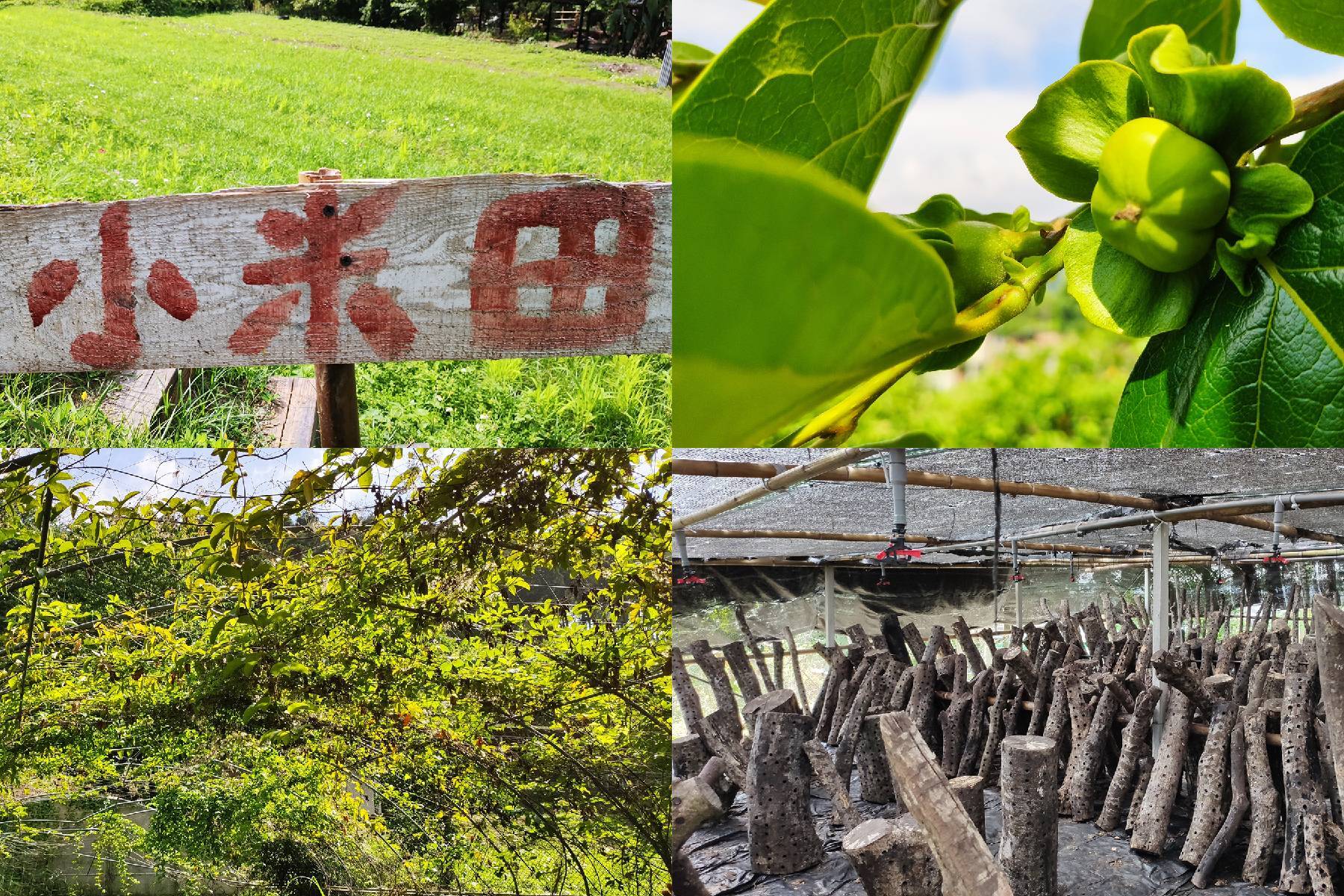 新竹馬賴農場-採果(百香果、甜柿)體驗券1