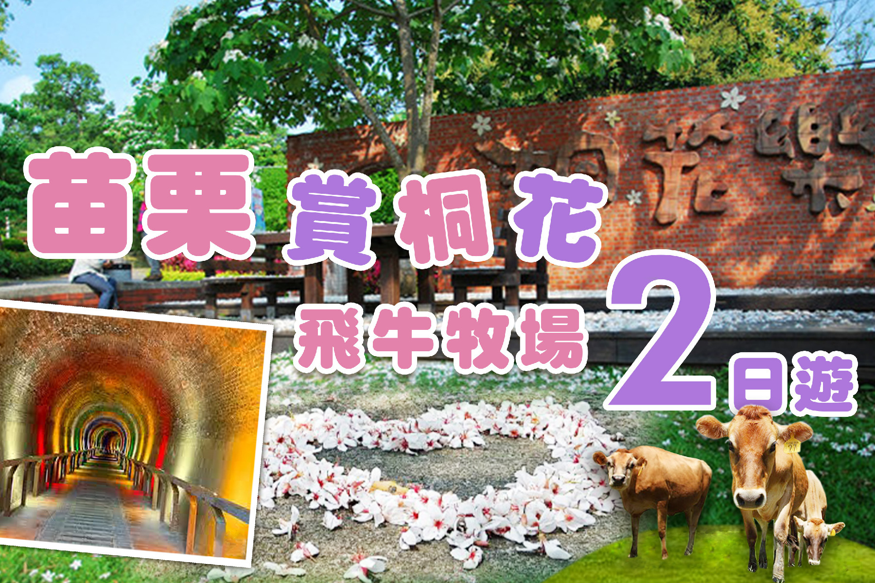 苗栗賞桐花 飛牛牧場二日遊1