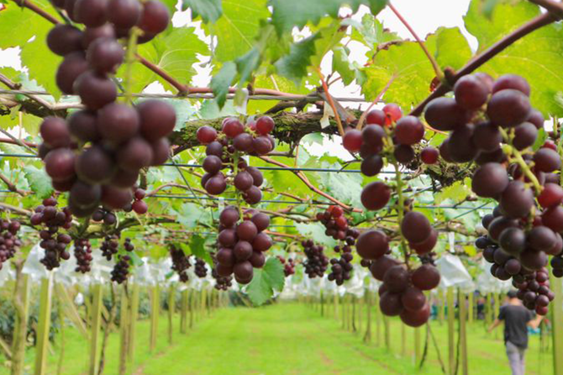 中台灣採果賞落羽松二日遊(台北出發)5