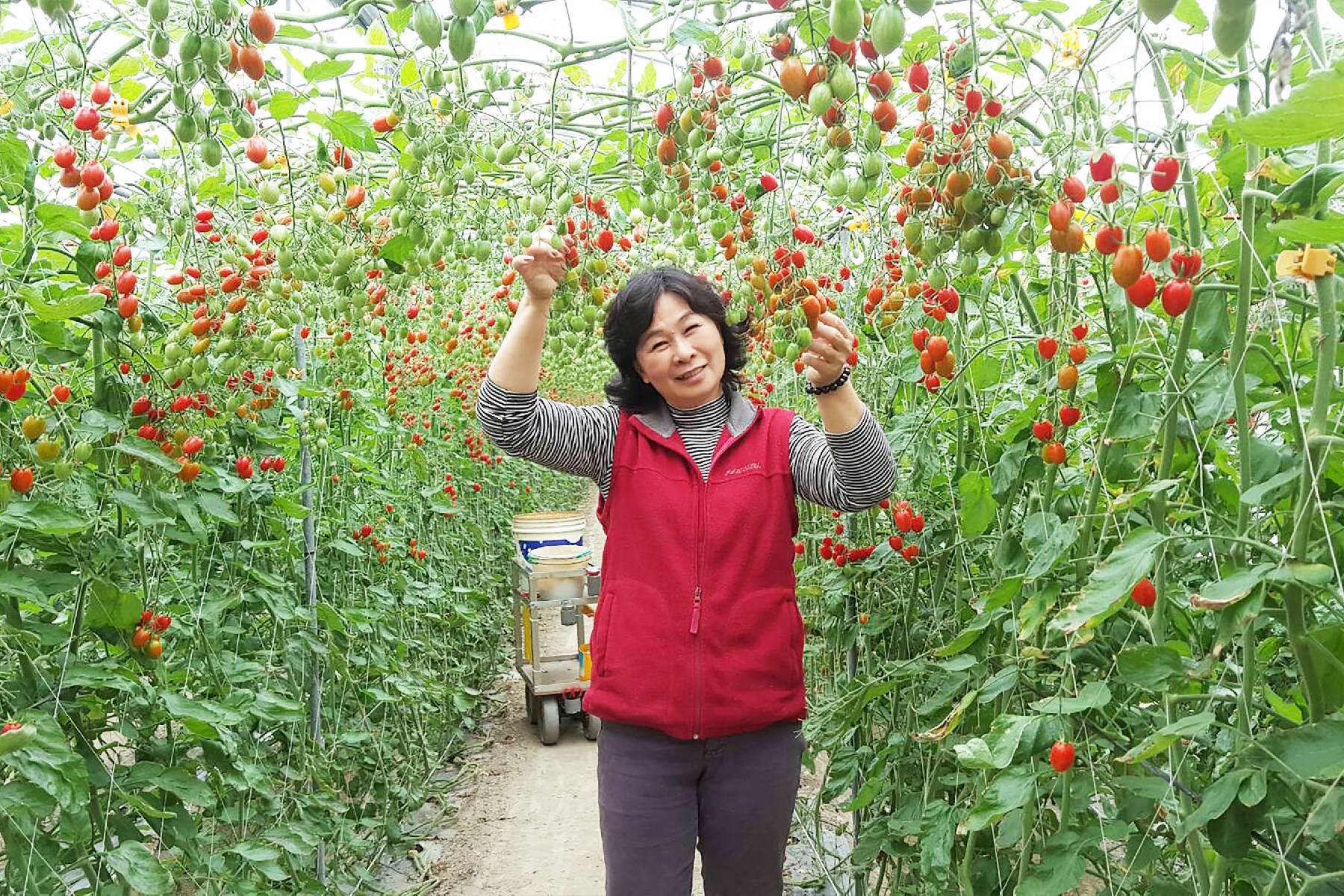 苗栗荳媽媽休閒果園-採果(高接梨、小番茄)體驗券2