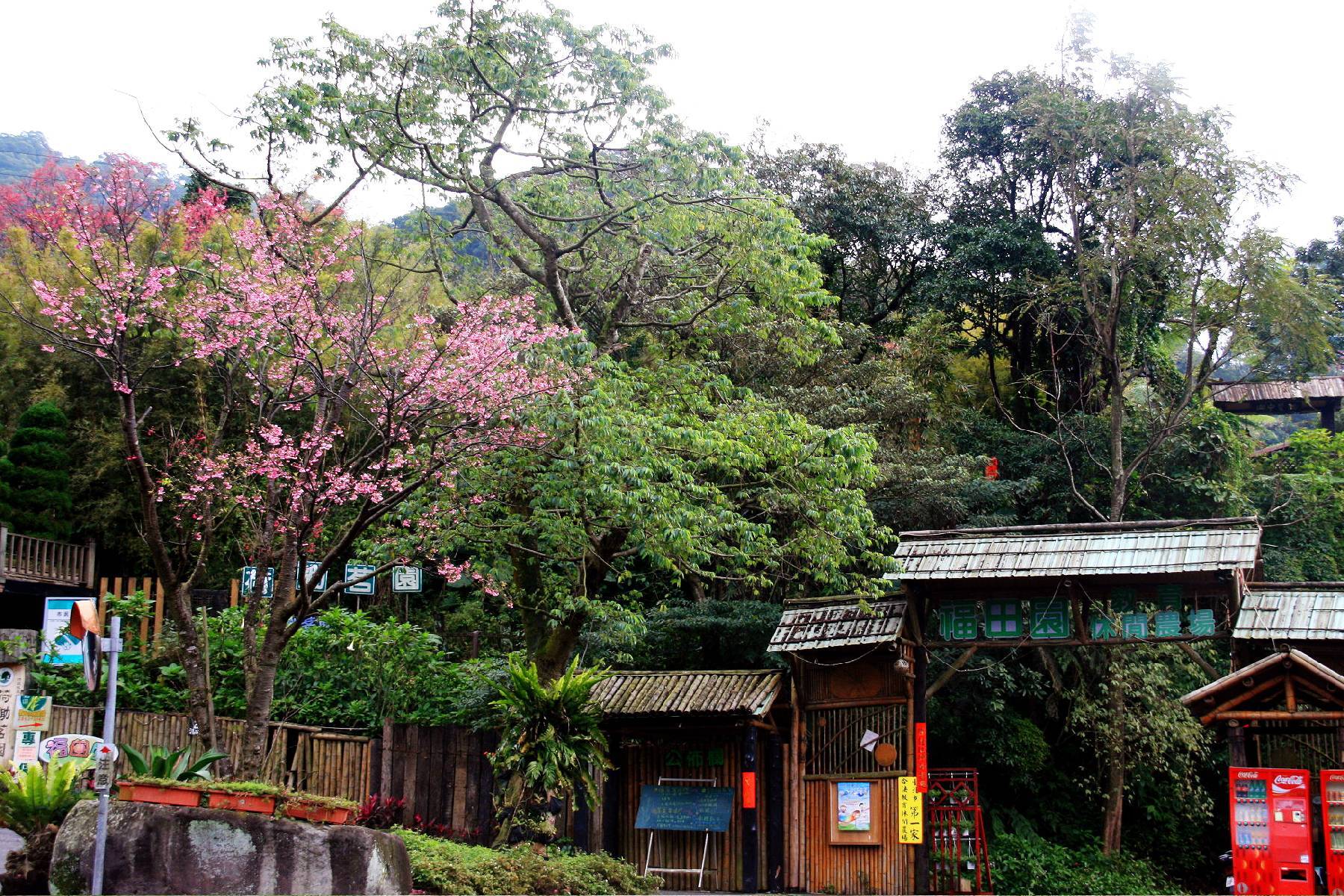 台北福田園教育休閒農場-楓咖啡館-福氣烤雞四人套餐券8