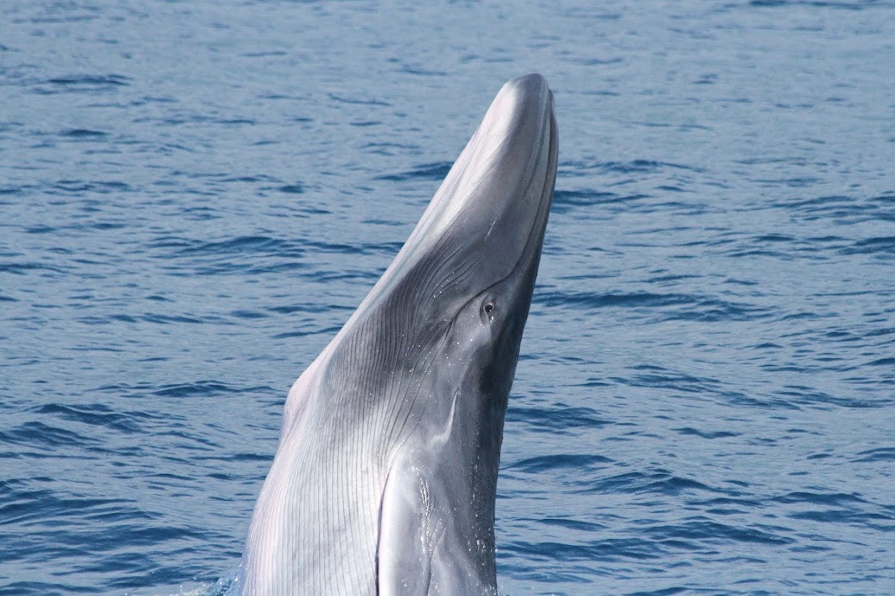 花蓮鯨世界-賞鯨生態之旅成人票6