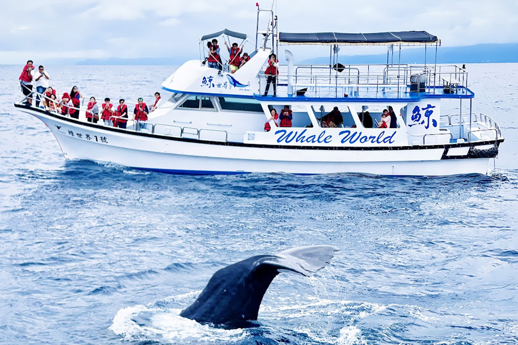 花蓮鯨世界-賞鯨生態之旅成人票1