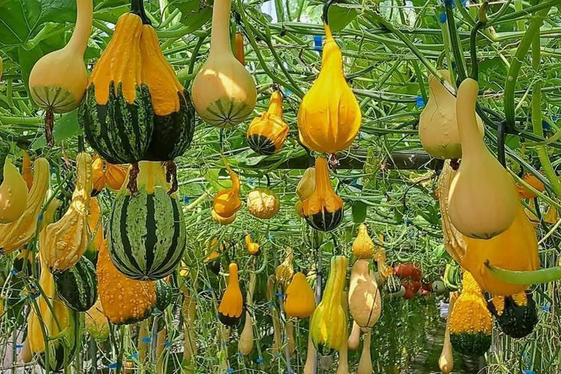 雲林農農體驗一日遊8