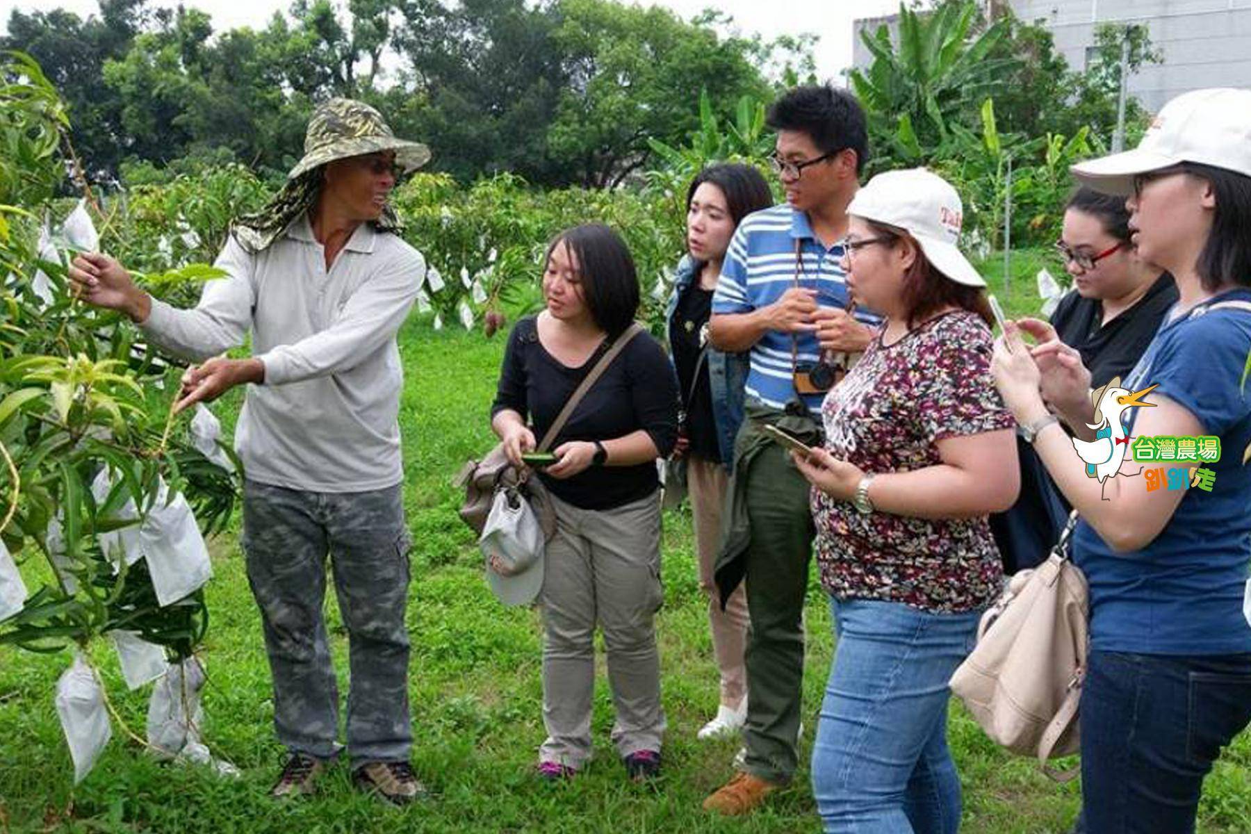 (舊)台南-小崇ㄉ果園-採果(芒果)體驗券7