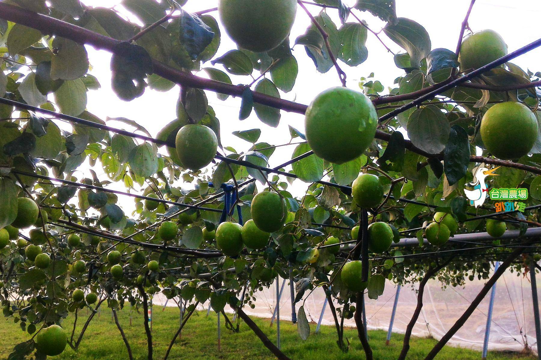 台南-吳叔叔果園-採果(芒果、芭樂、蜜棗)體驗券9