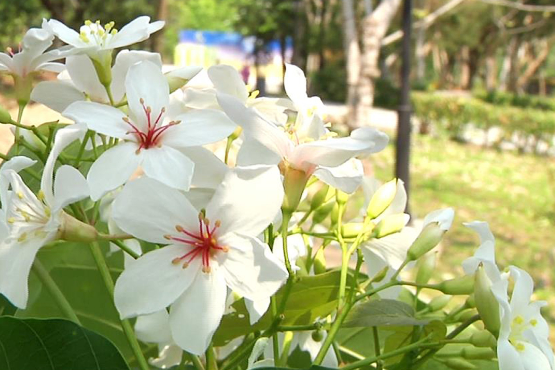 季節限定｜一桐賞花去~荷苞山.漁民體驗親子一日遊4