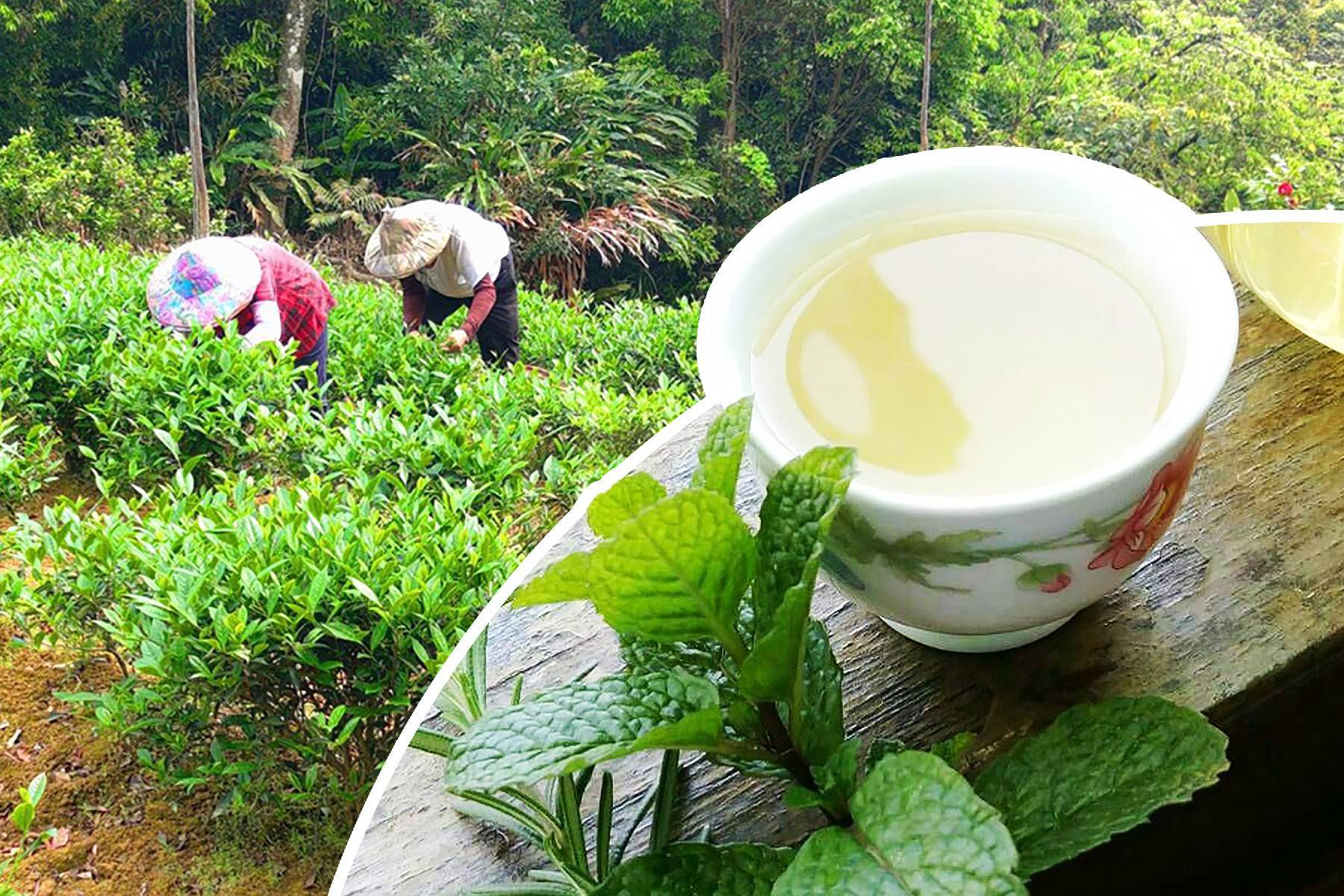 青山香草教育農園-假日香藥草香氛堂體驗券1