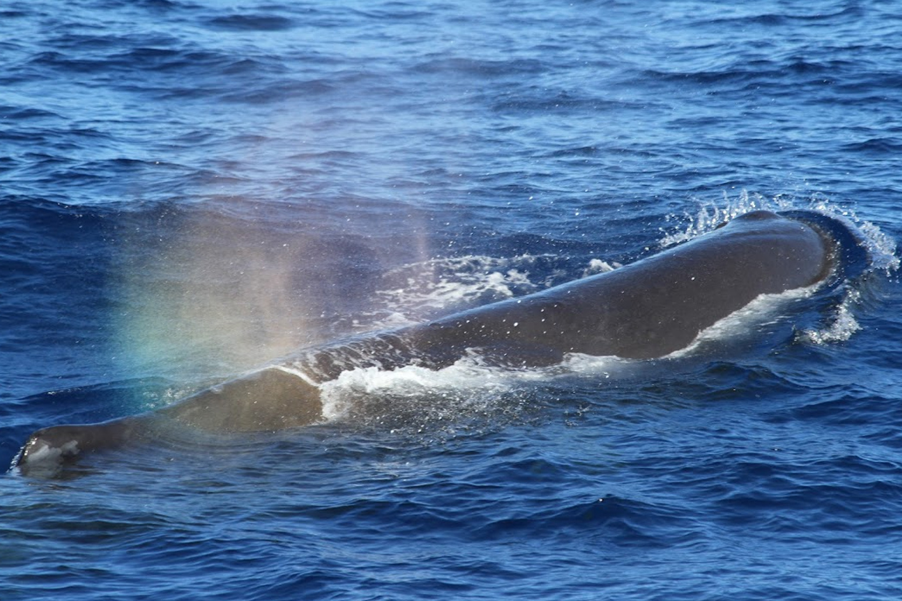 花蓮鯨世界-賞鯨生態之旅成人票7