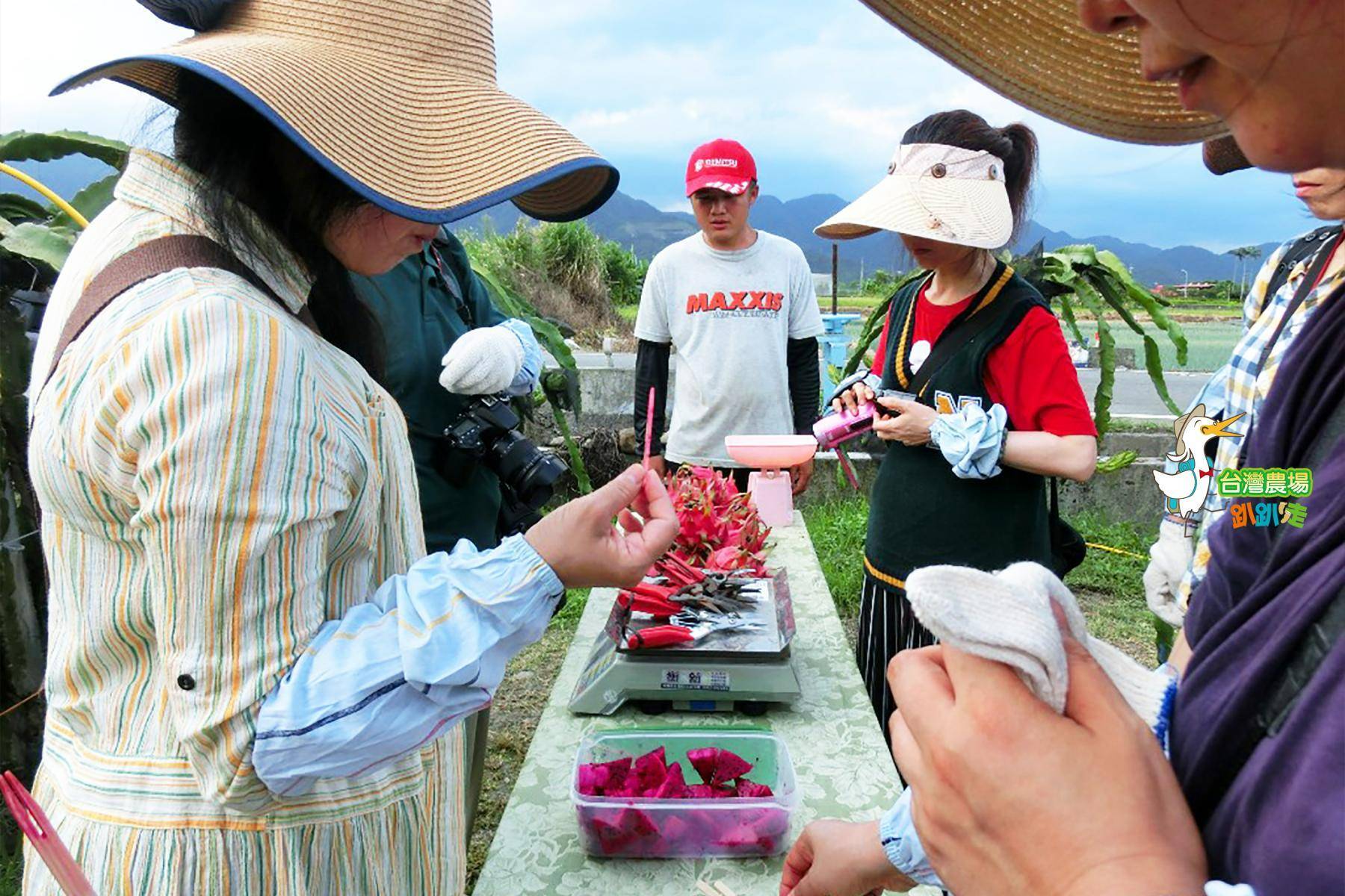 宜蘭-綠寶石休閒農場-採果(紅龍果)體驗券6