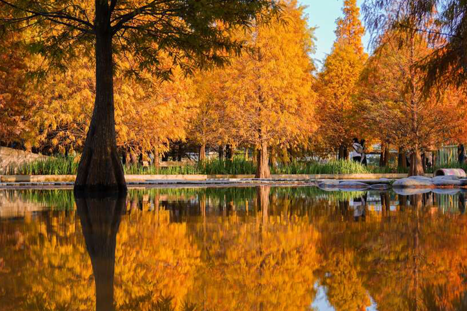 中台灣採果賞落羽松二日遊6