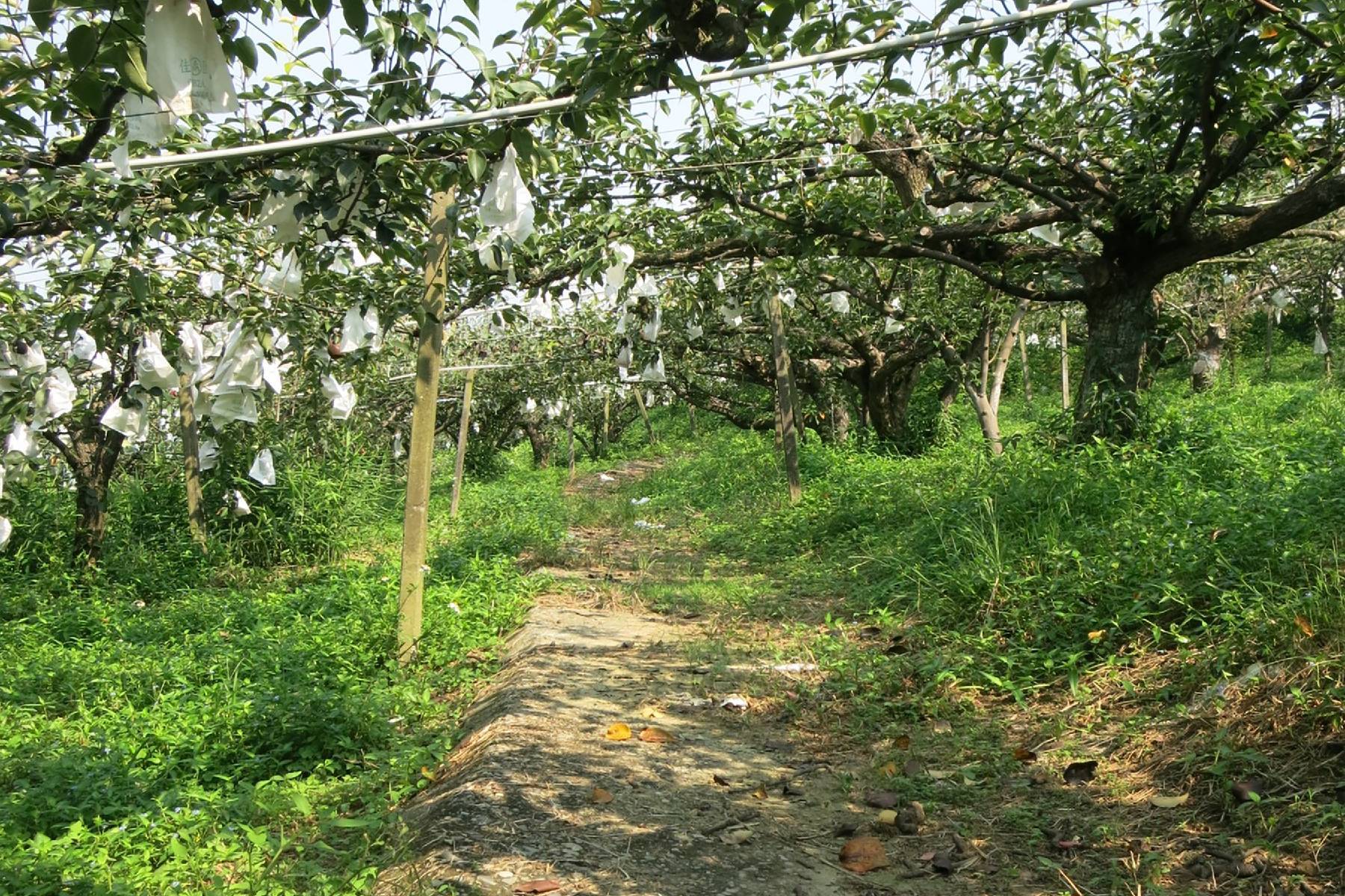 台中東新觀光果園-採果體驗券2